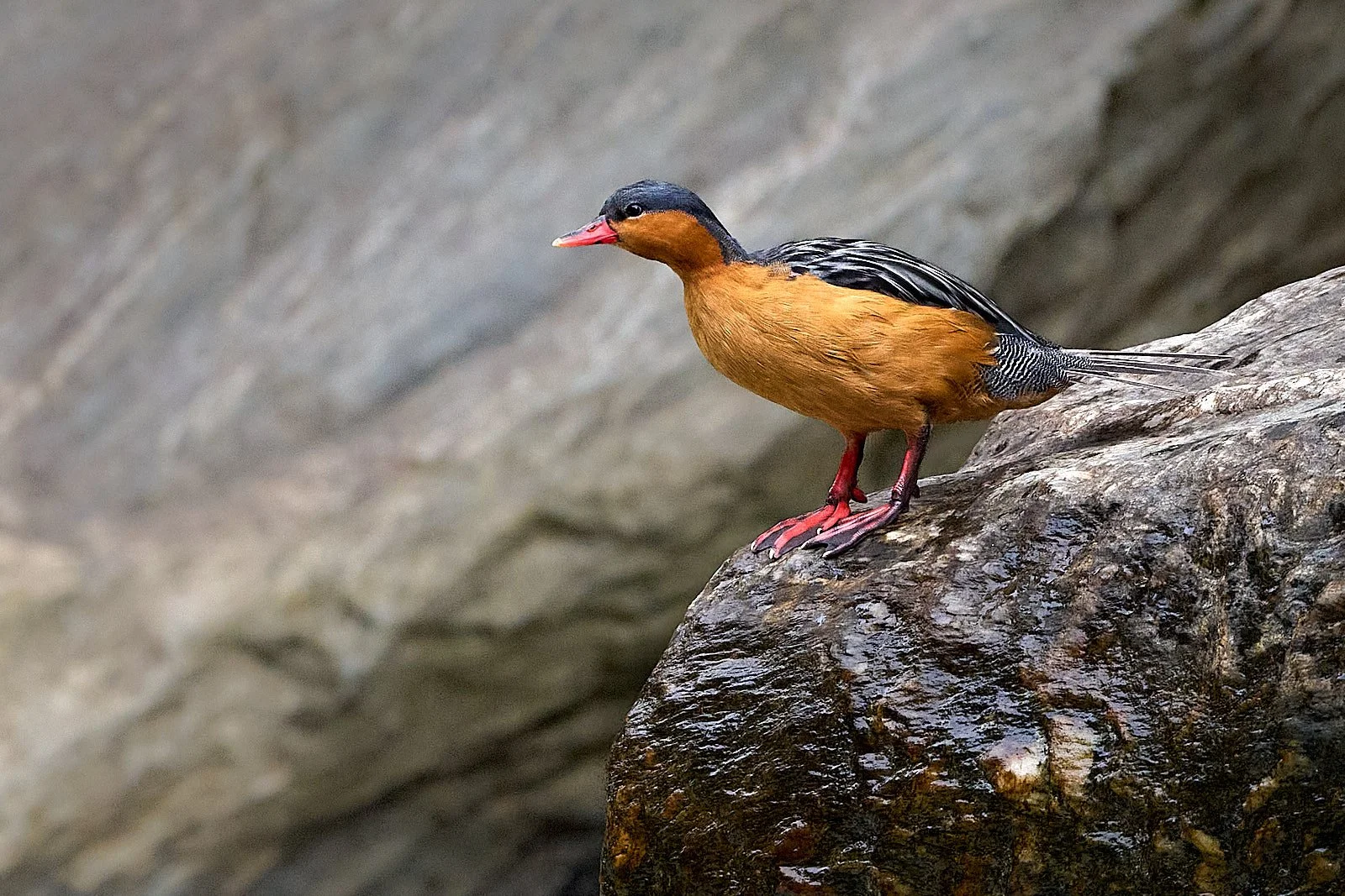 Torrent Duck, female