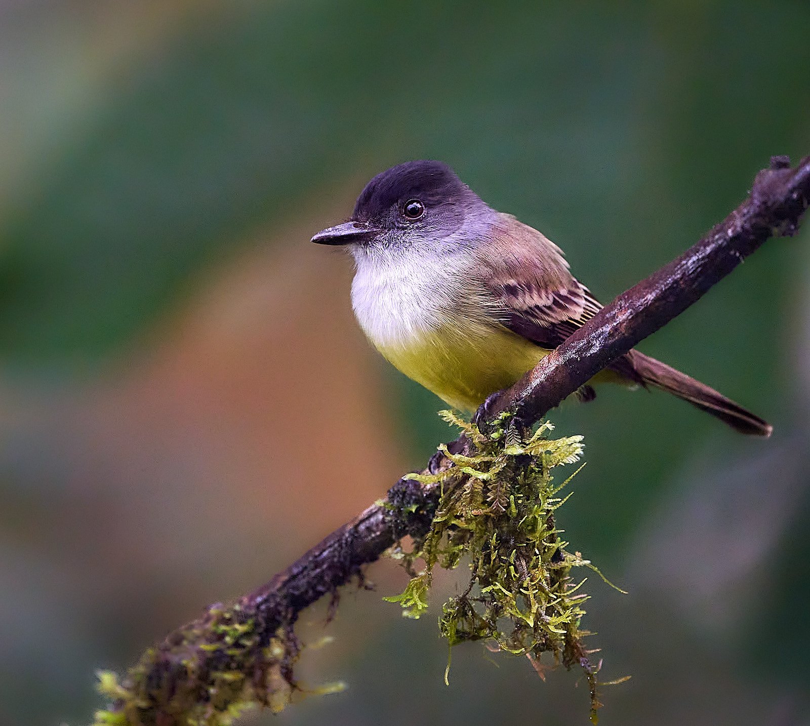 Dusky-capped Flycatcher