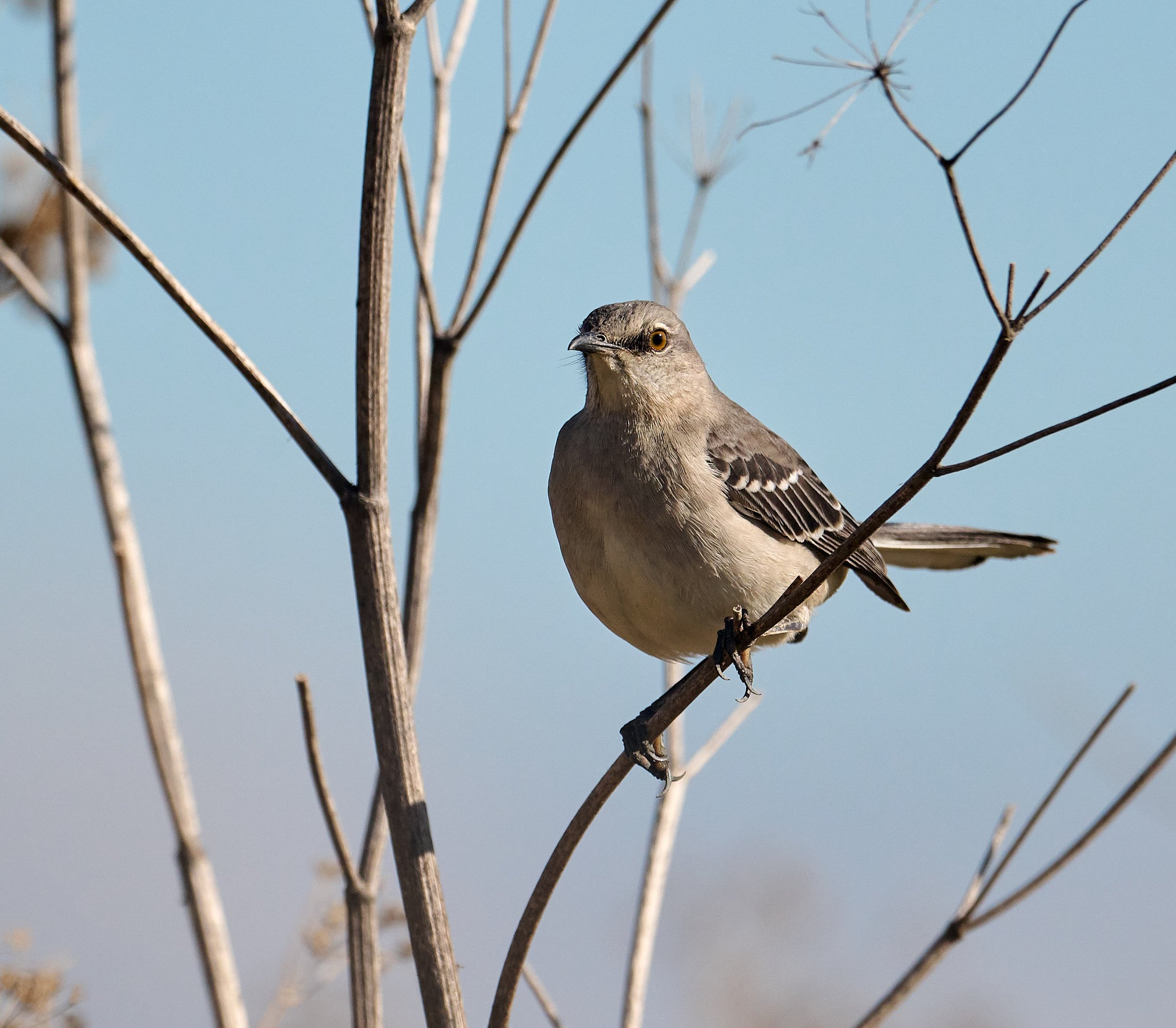 Northern Mockingbird