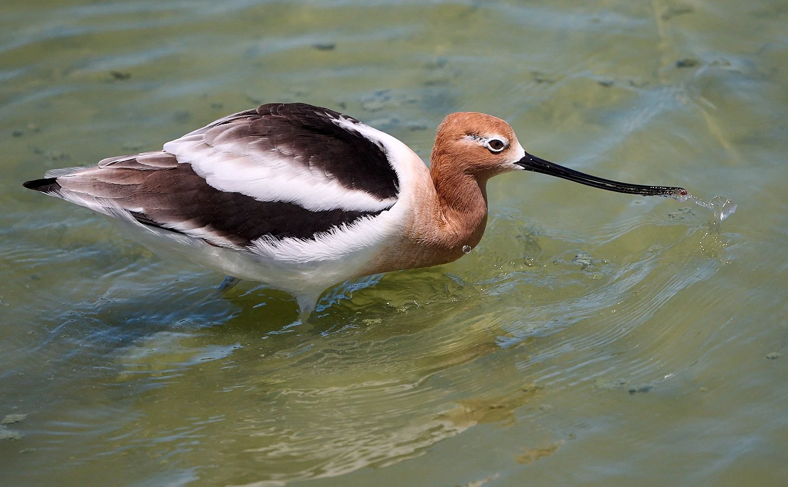 American Avocet