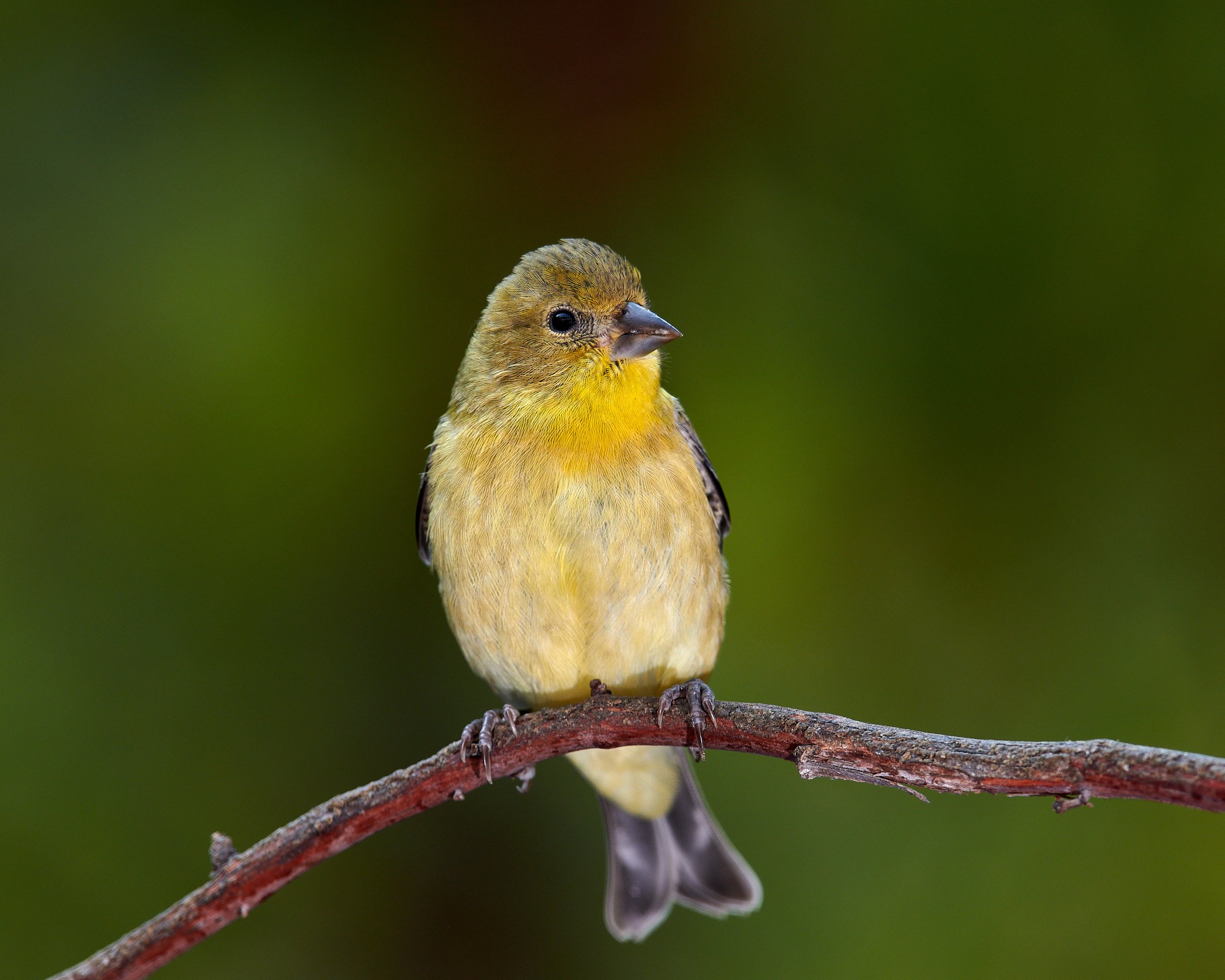 Lesser Goldfinch