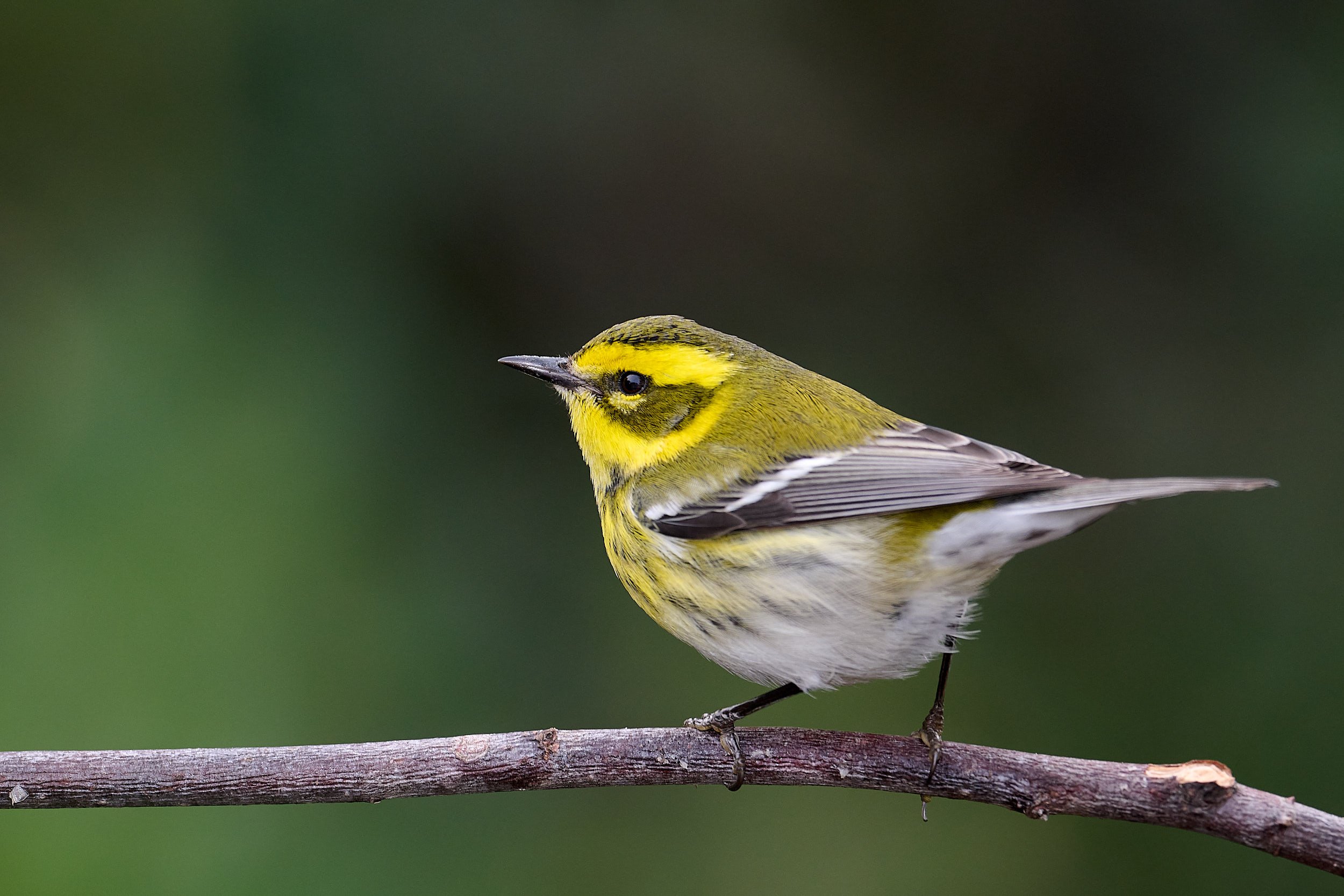 Townsend's Warbler