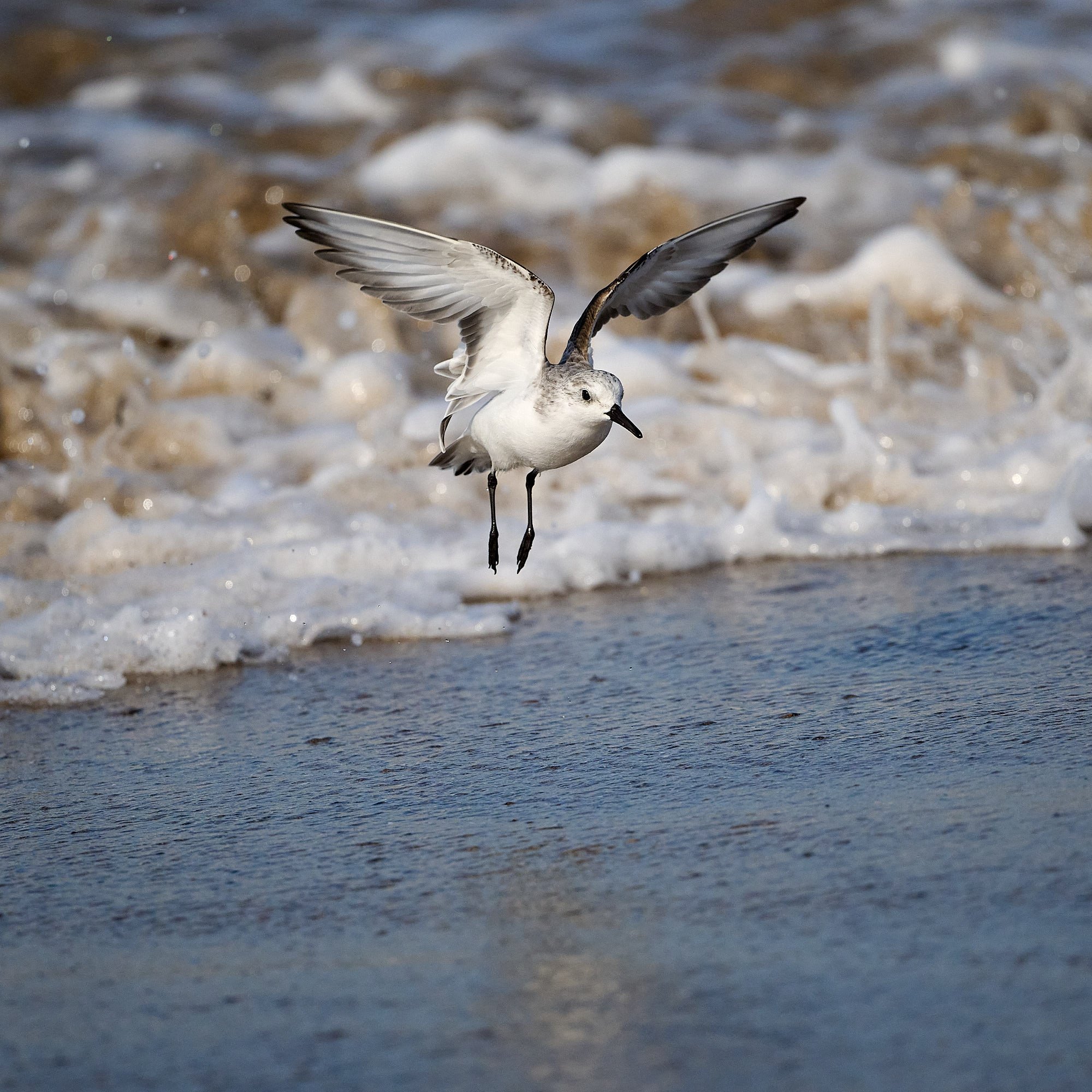 Sanderling