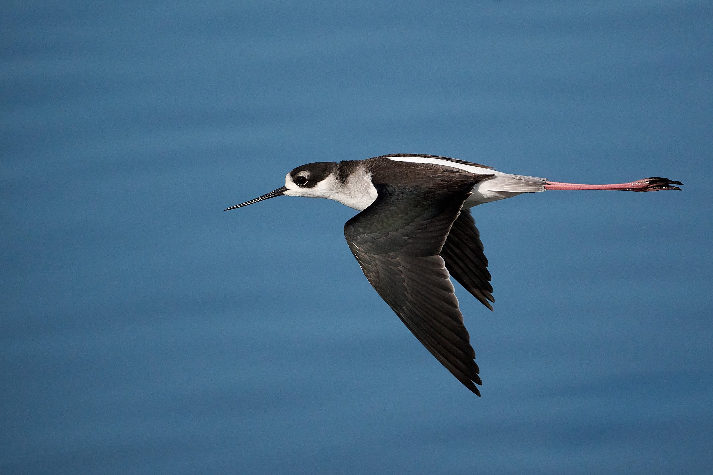 Black-necked Stilt