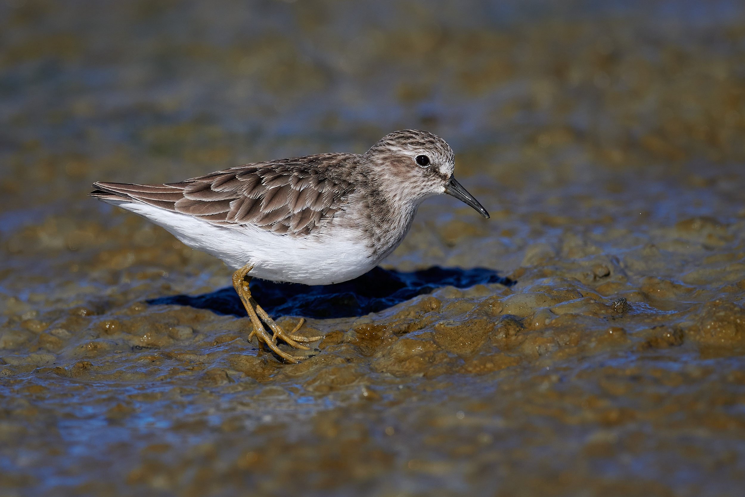 Least Sandpiper