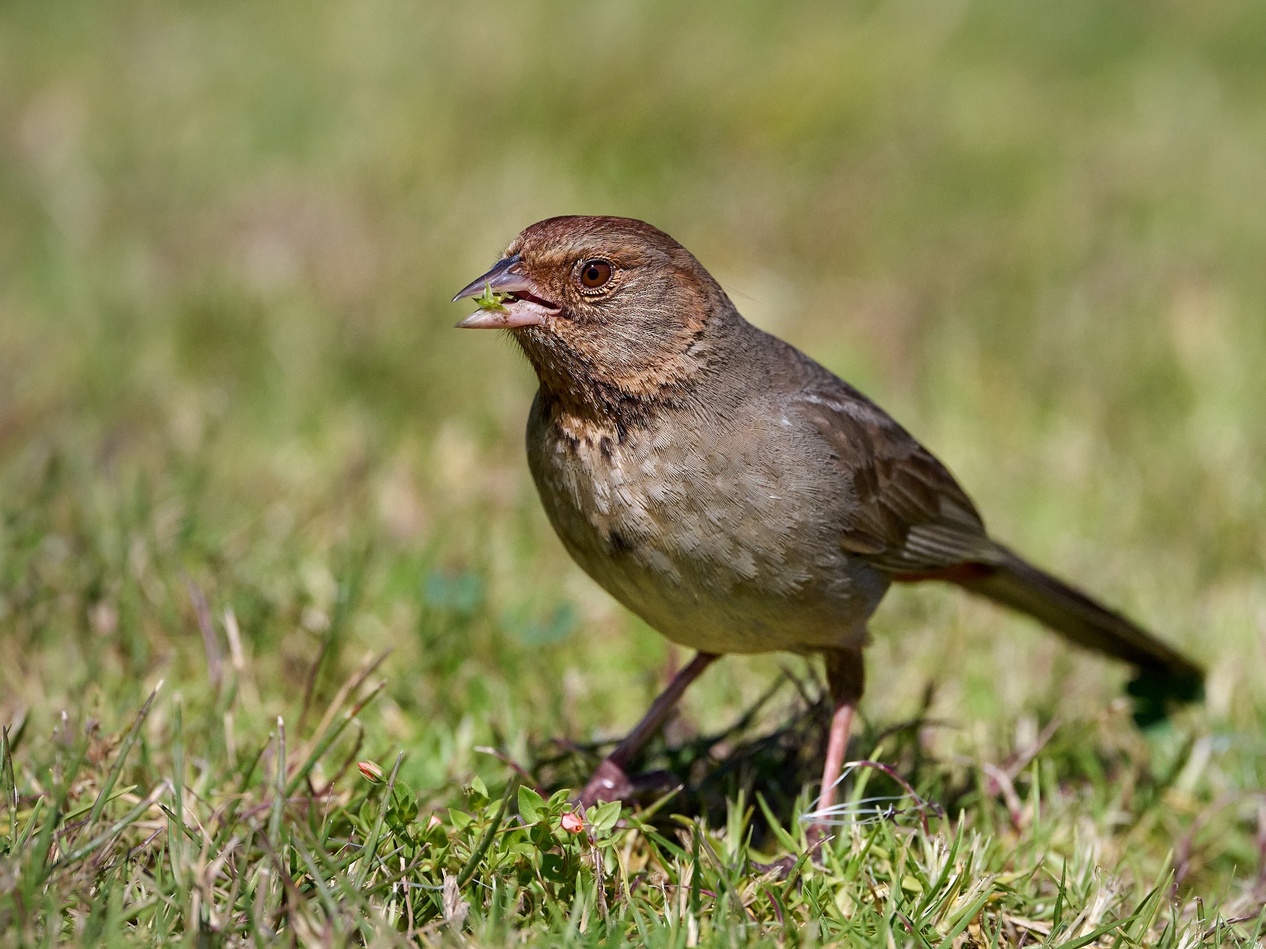 California Towhee