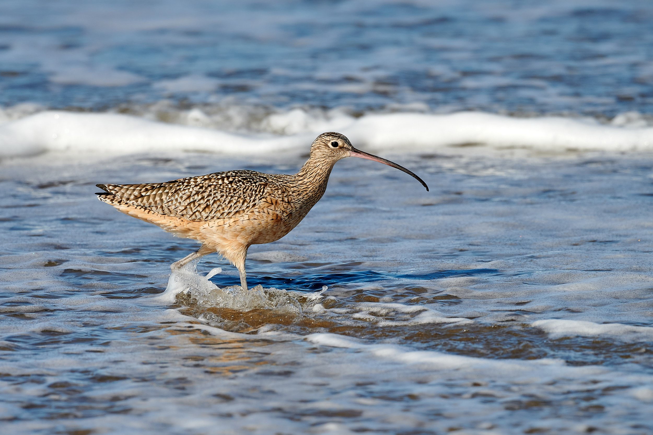 Long-billed Curlew
