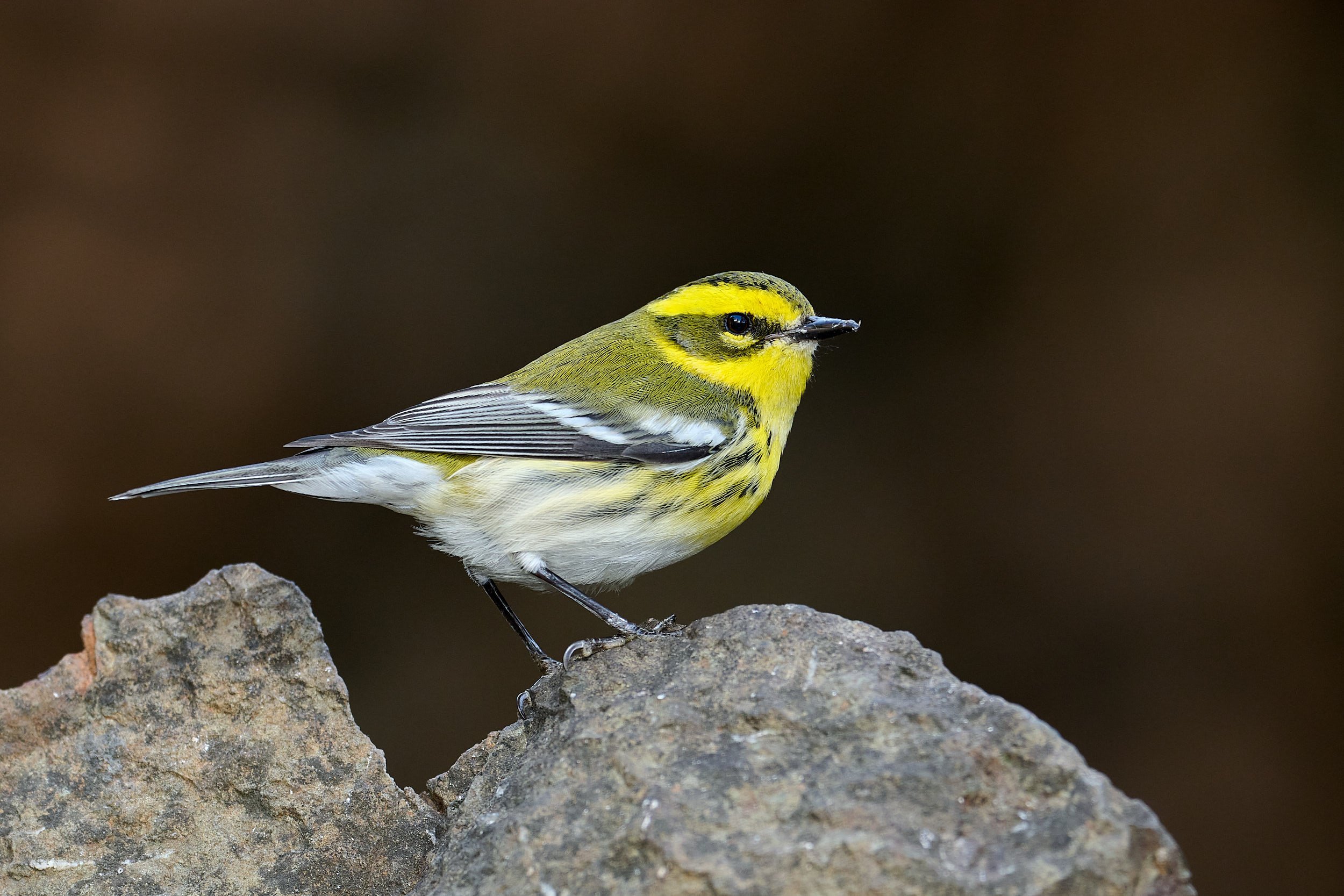 Townsend's Warbler