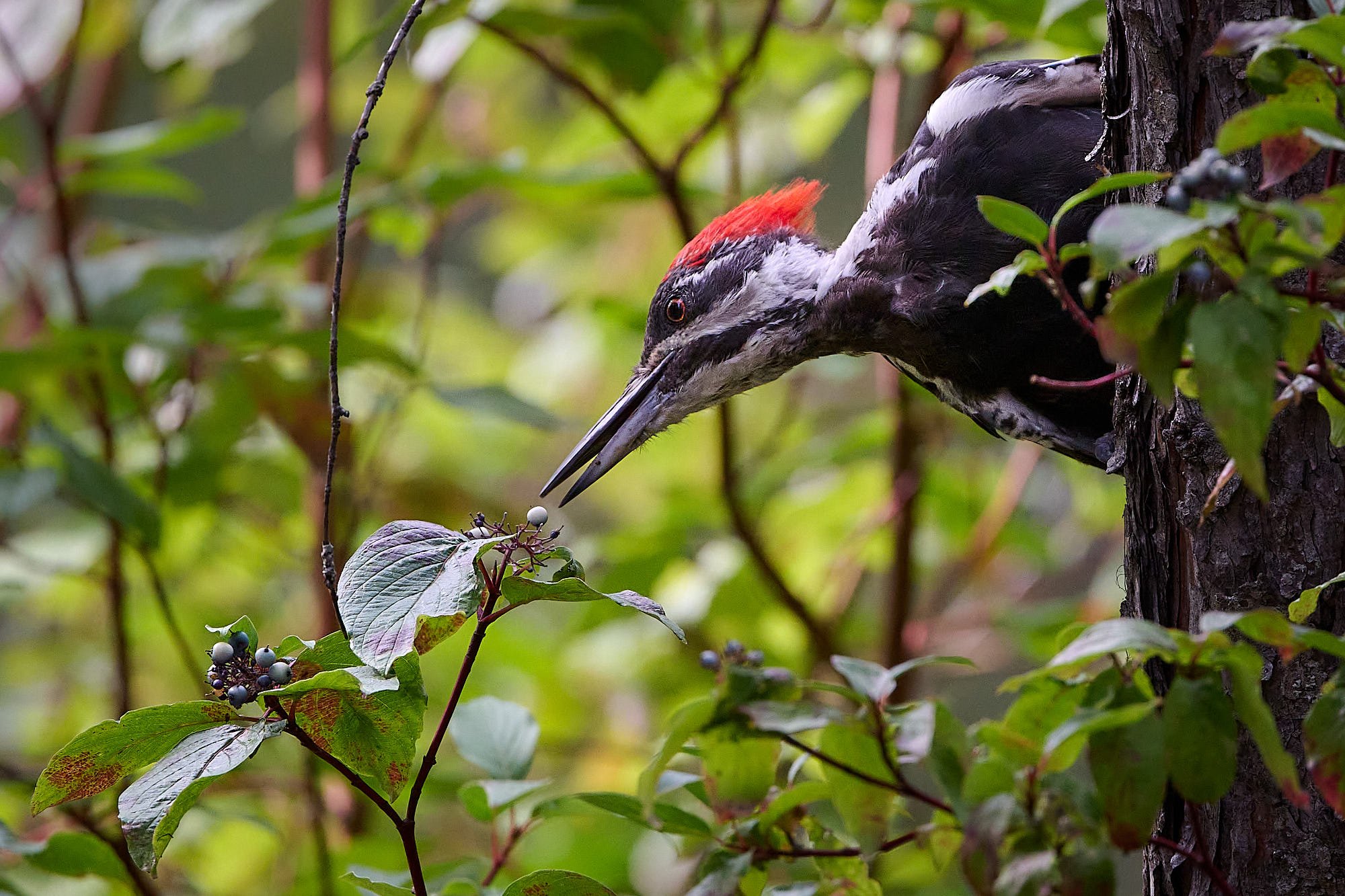Pileated Woodpecker