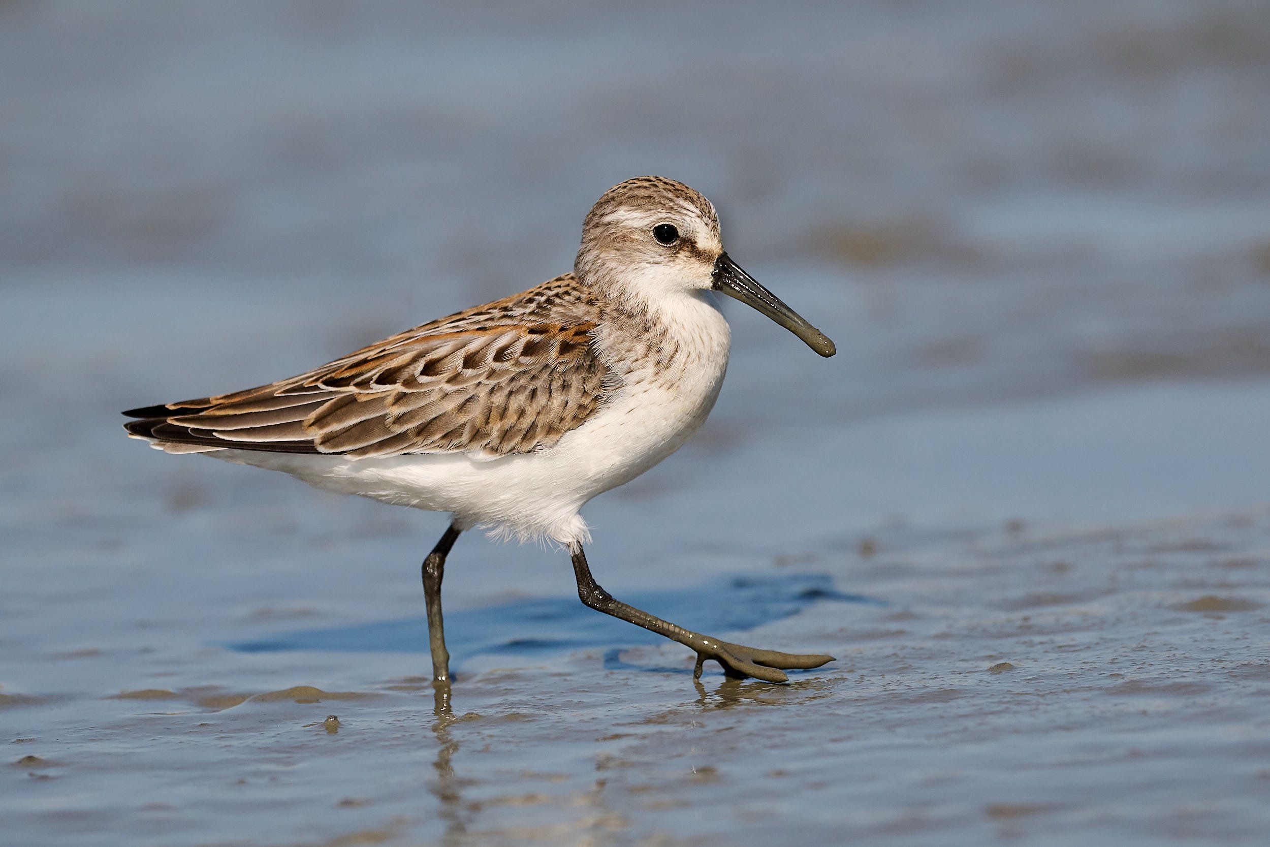 Dunlin