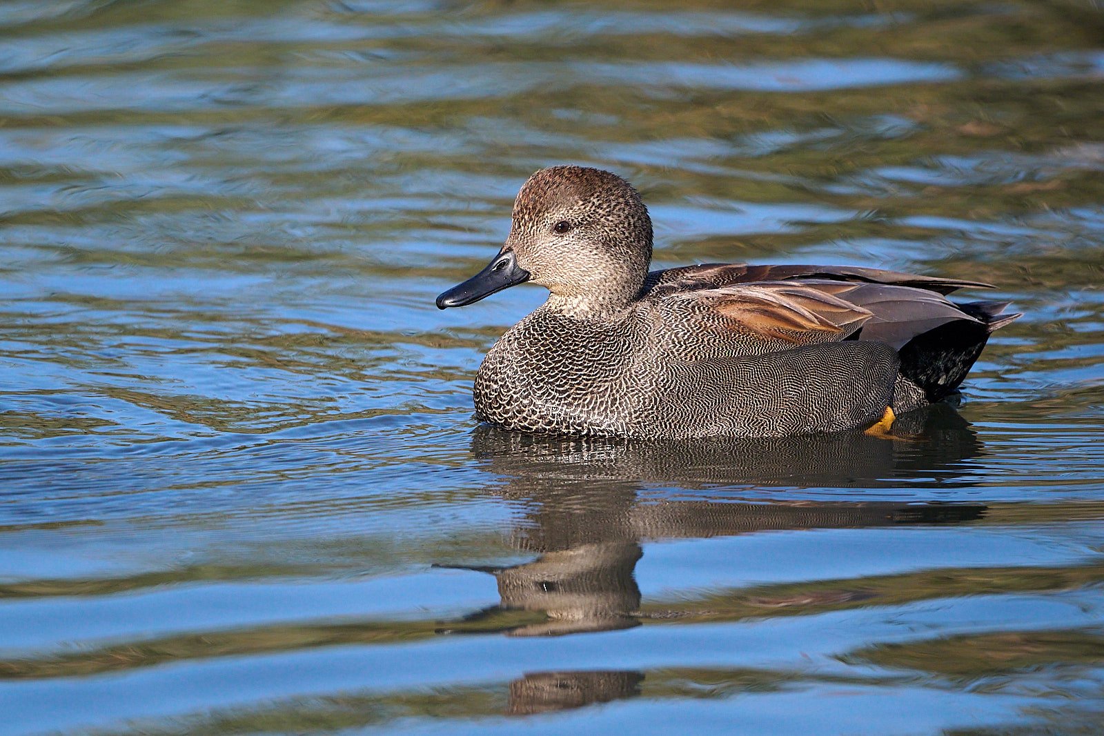 Gadwall male