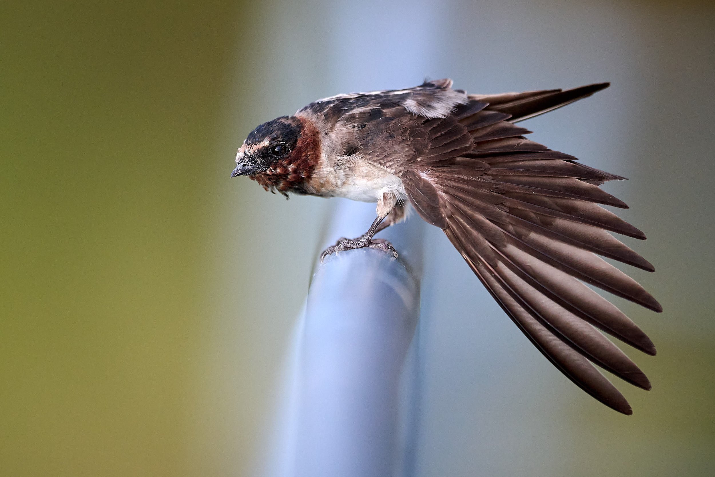Cliff Swallow
