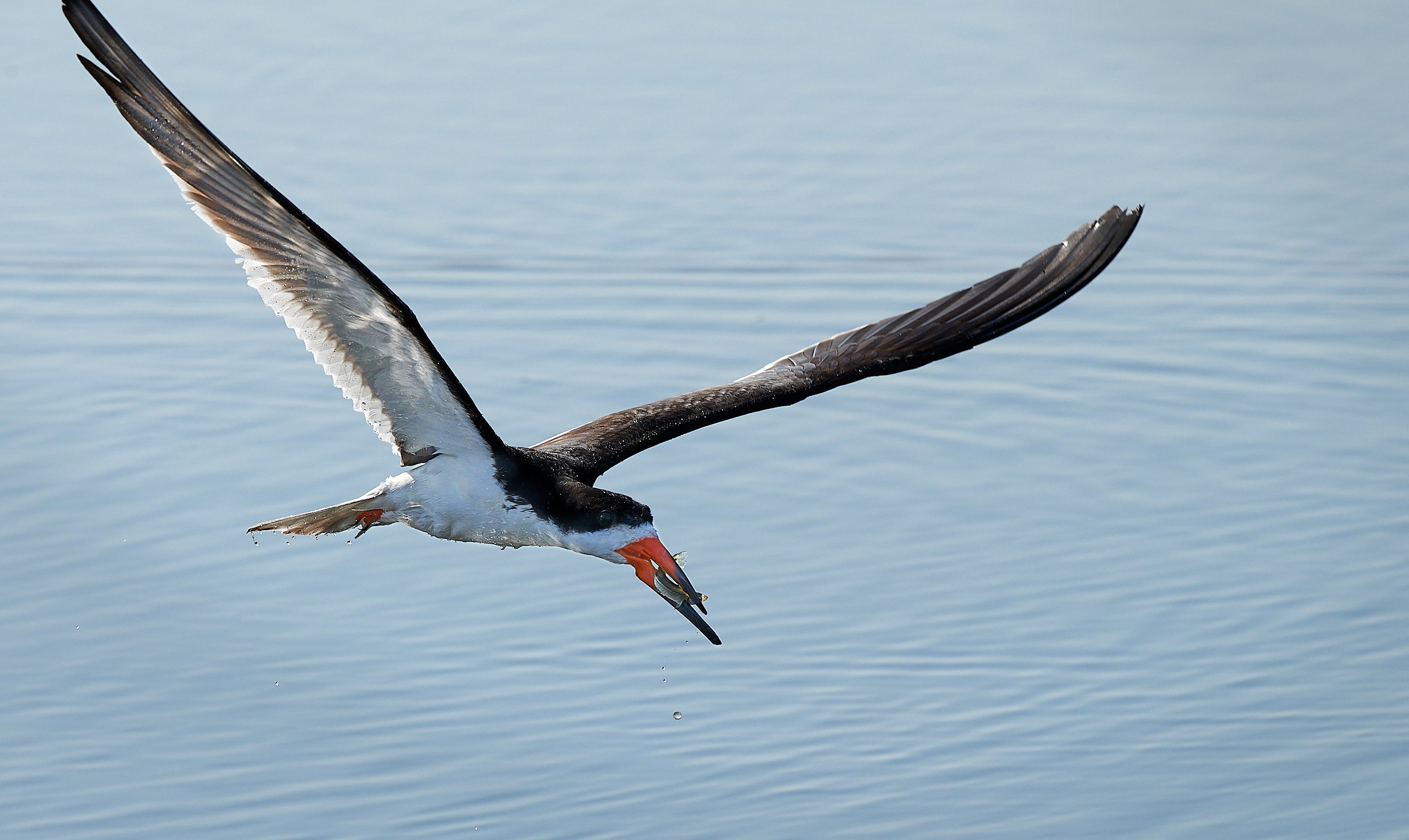 Black Skimmer