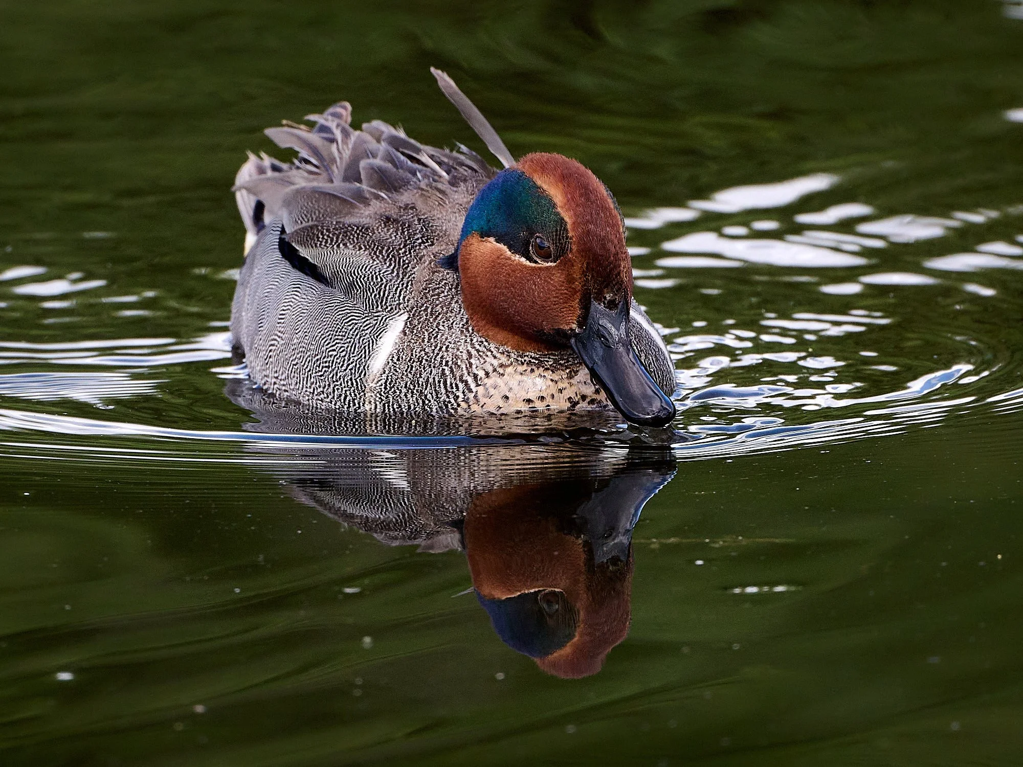 green-winged teal DSC_3082.jpg