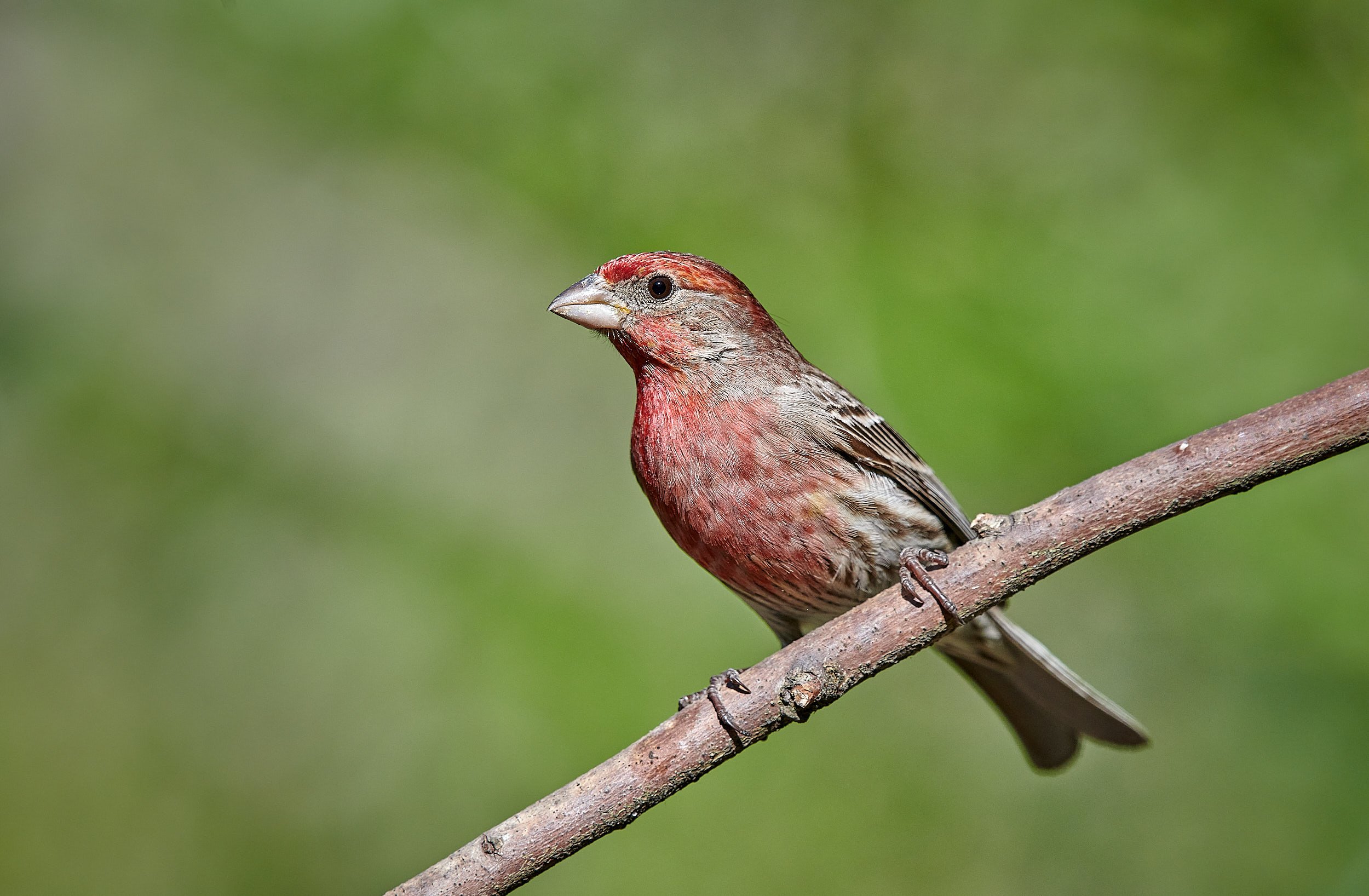 House Finch