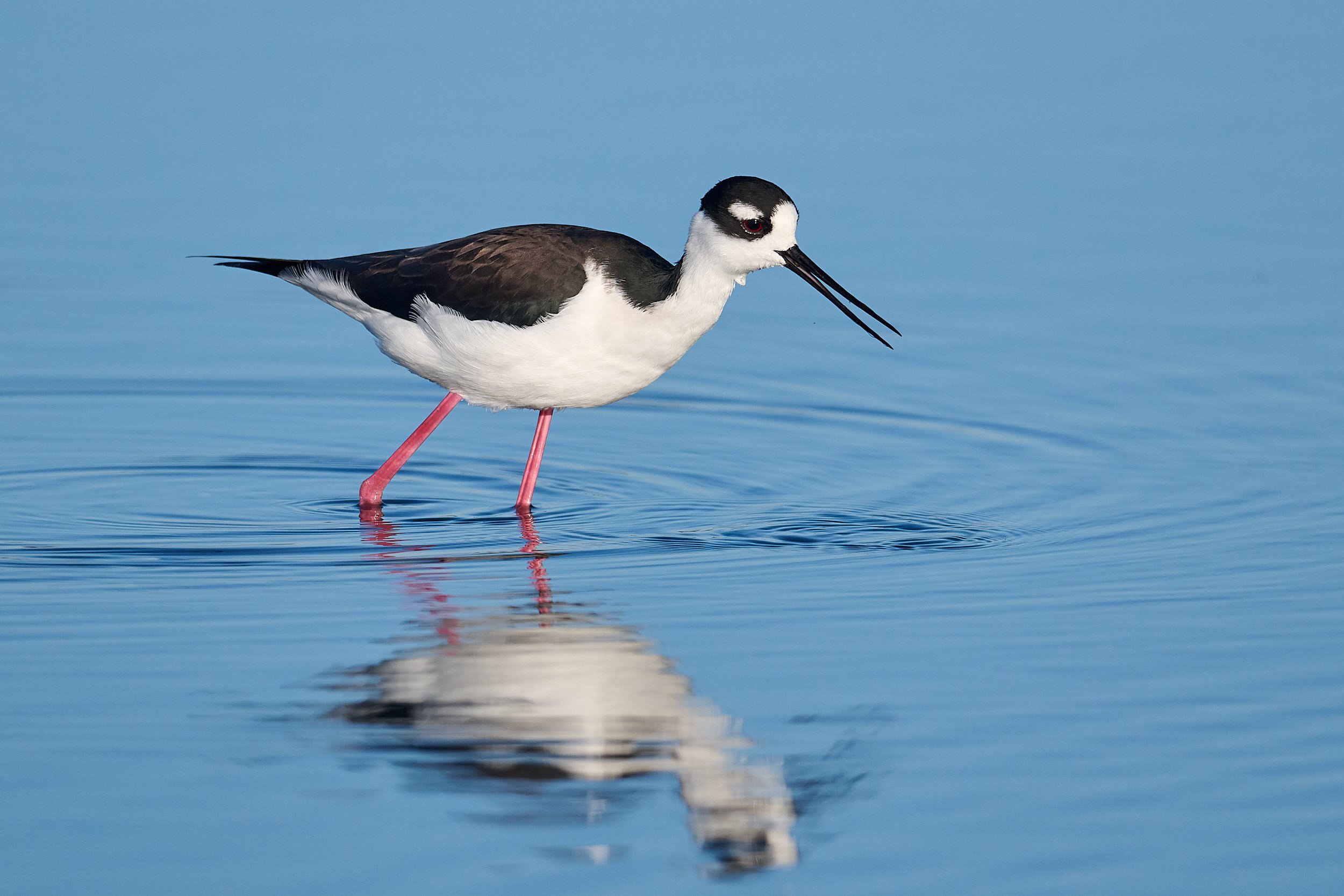 Black-necked Stilt
