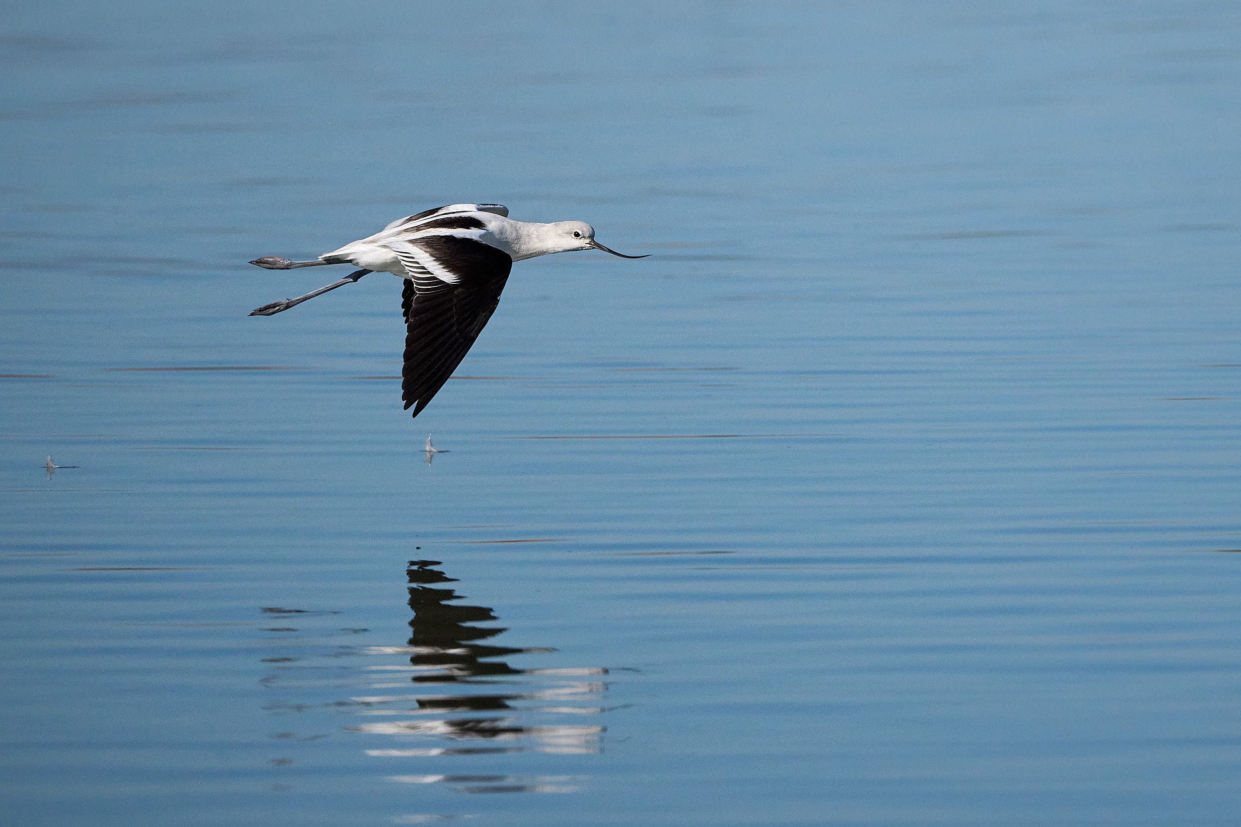 Avocet