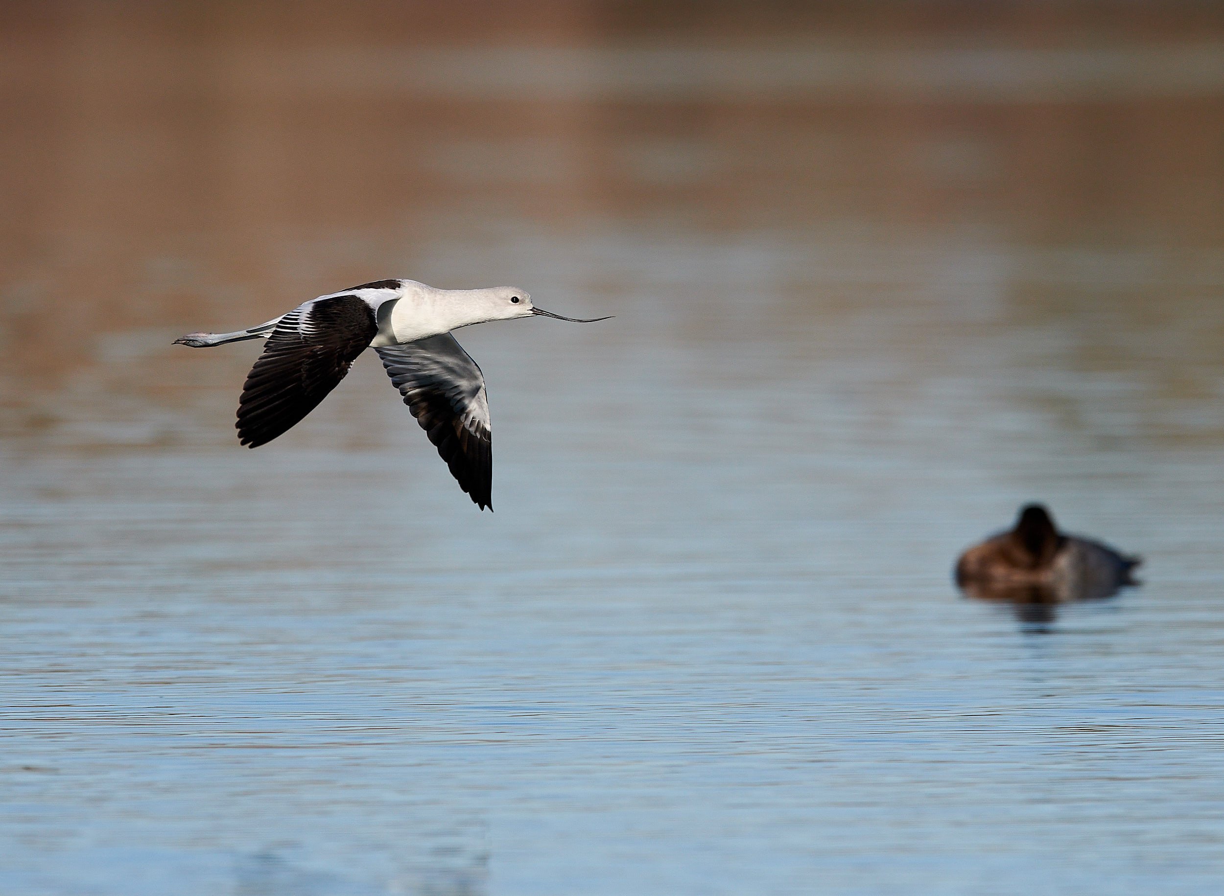 Avocet