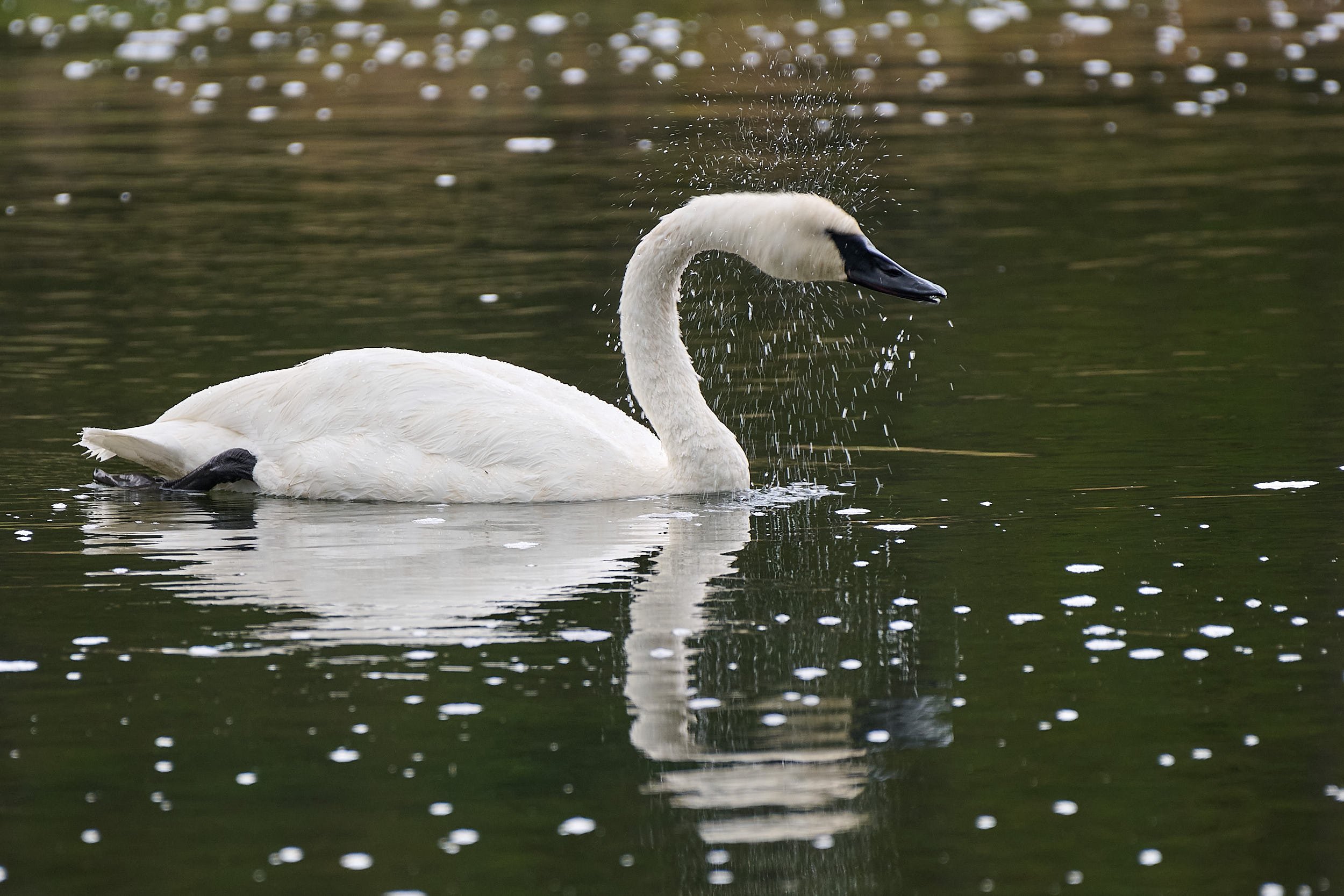 Trumpeter Swan