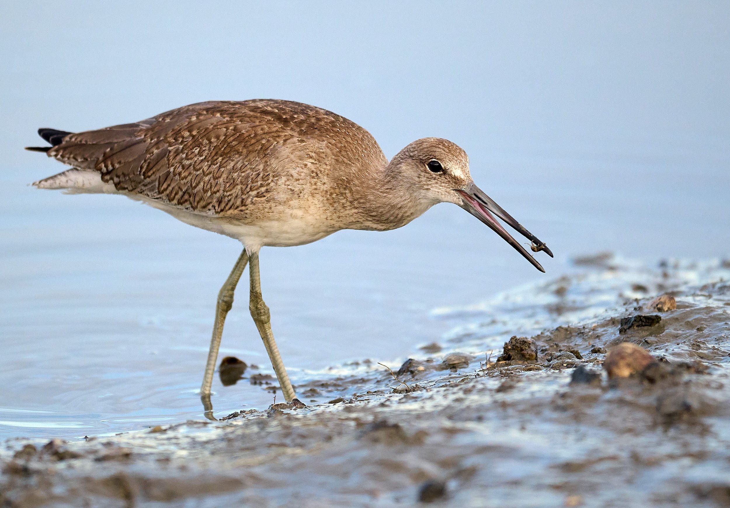 Willet