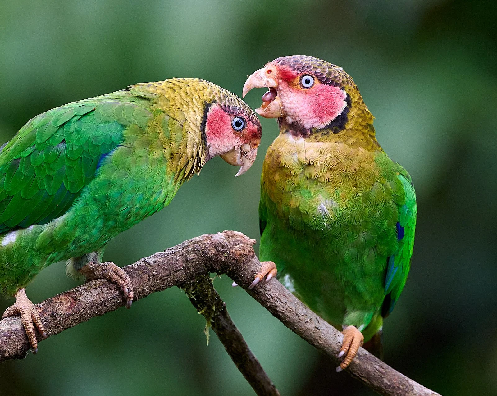 Rose-faced Parrot