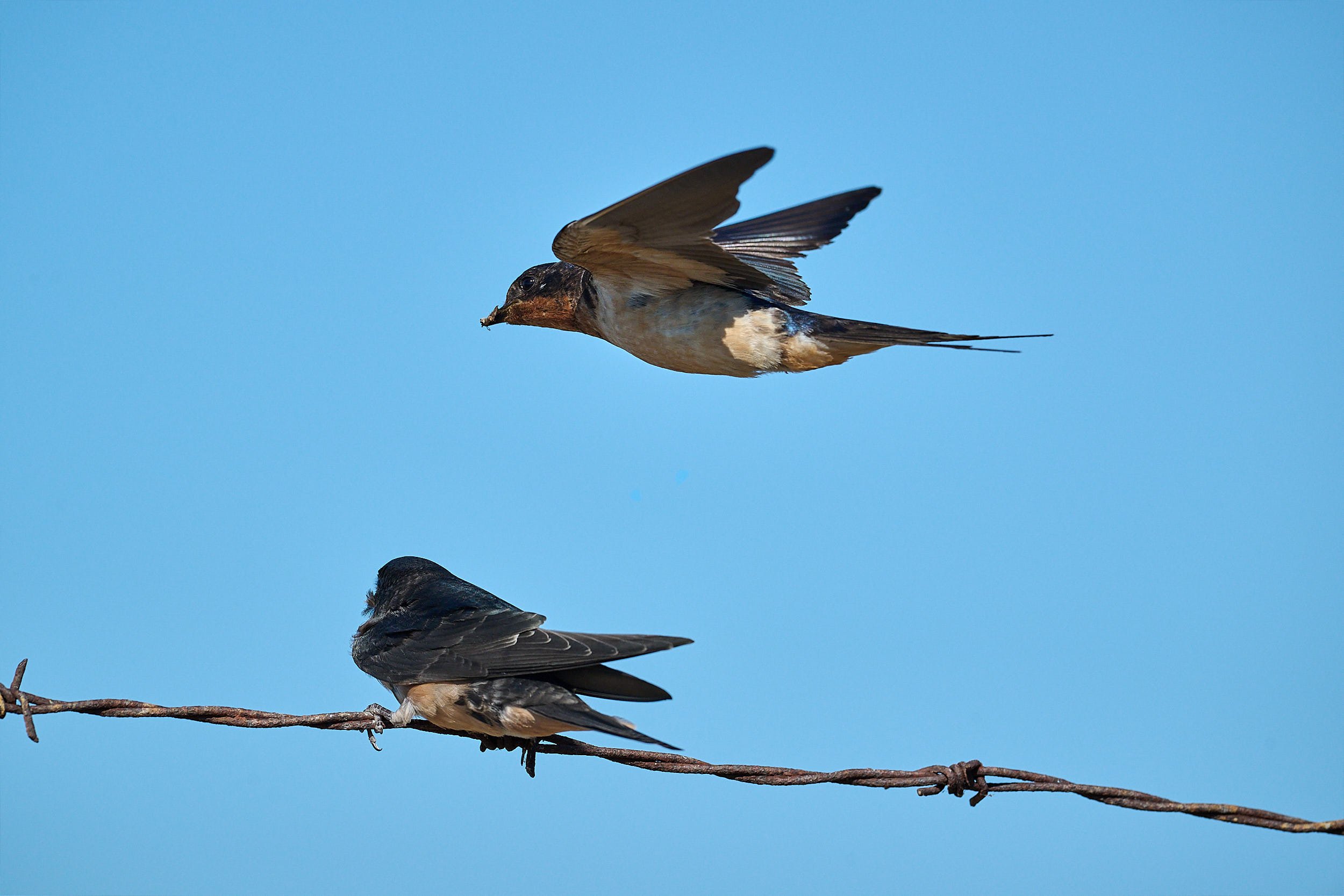 Barn Swallow