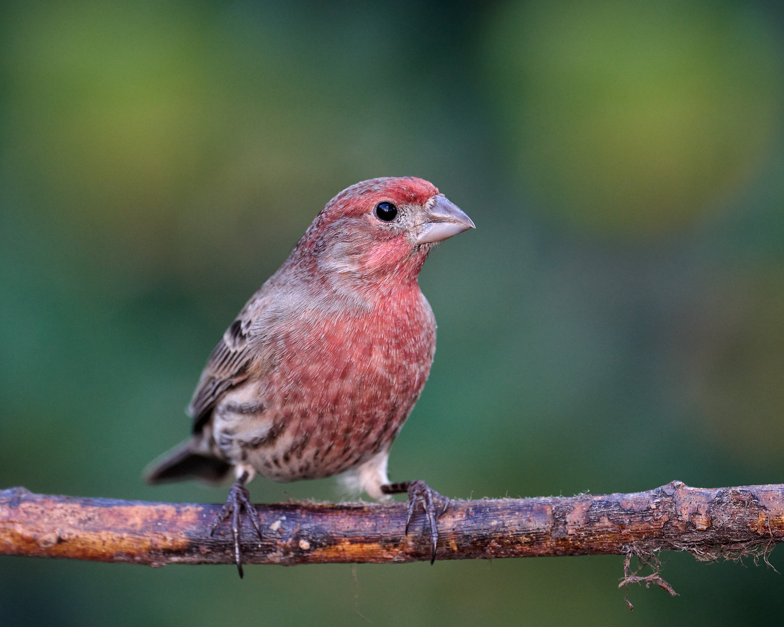 House Finch
