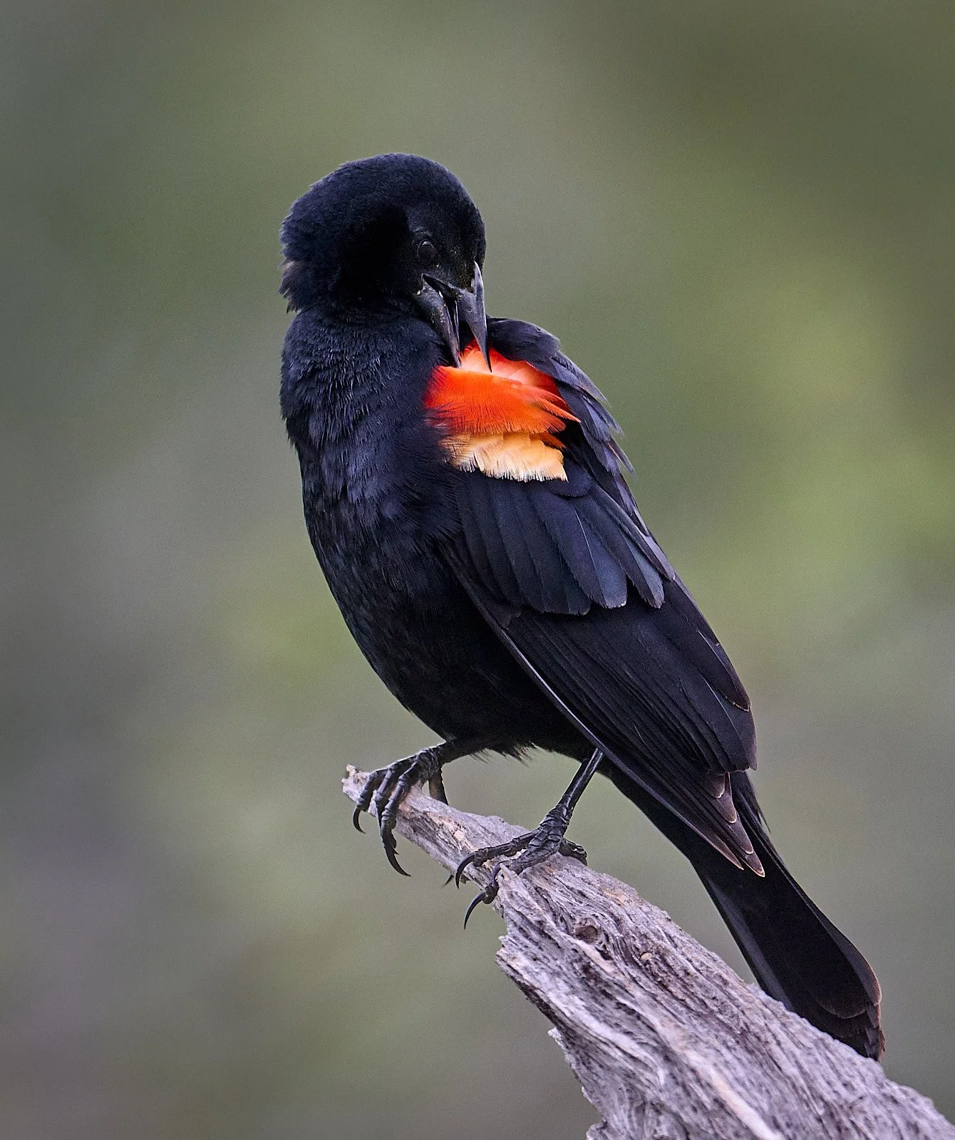 Red-winged Blackbird