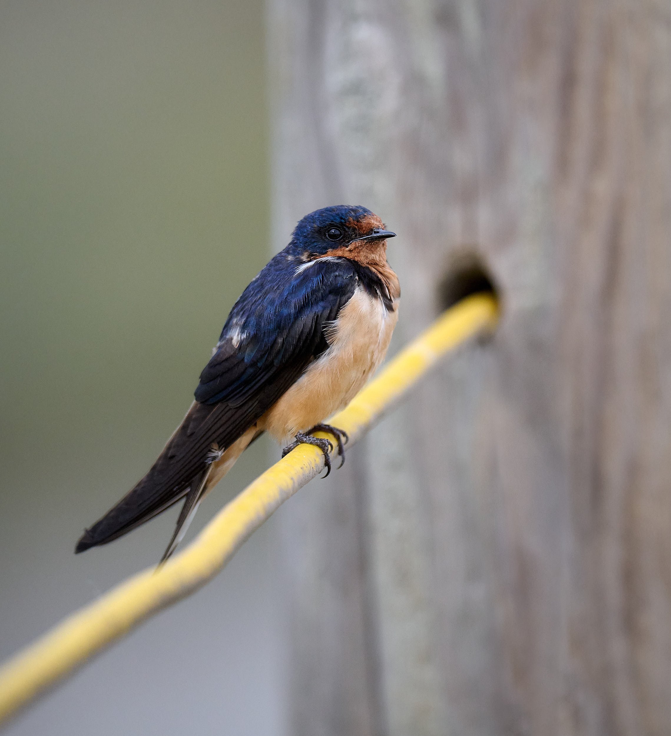 Barn Swallow