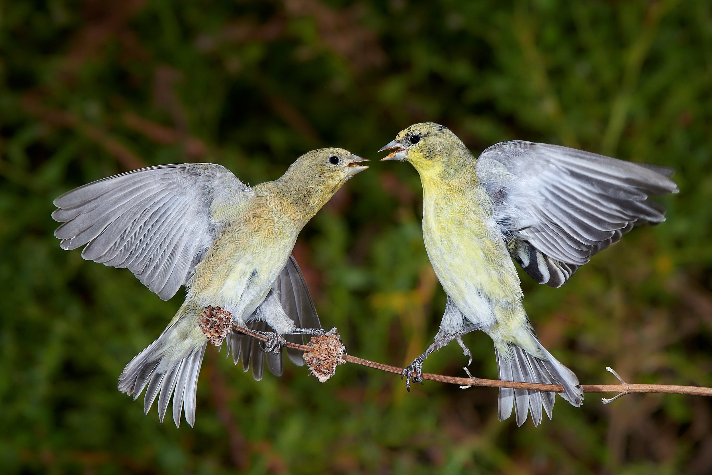 Lesser Goldfinch