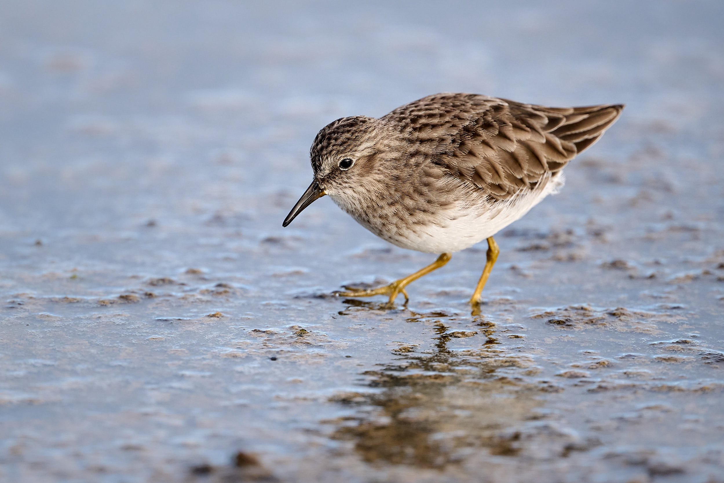 Least Sandpiper