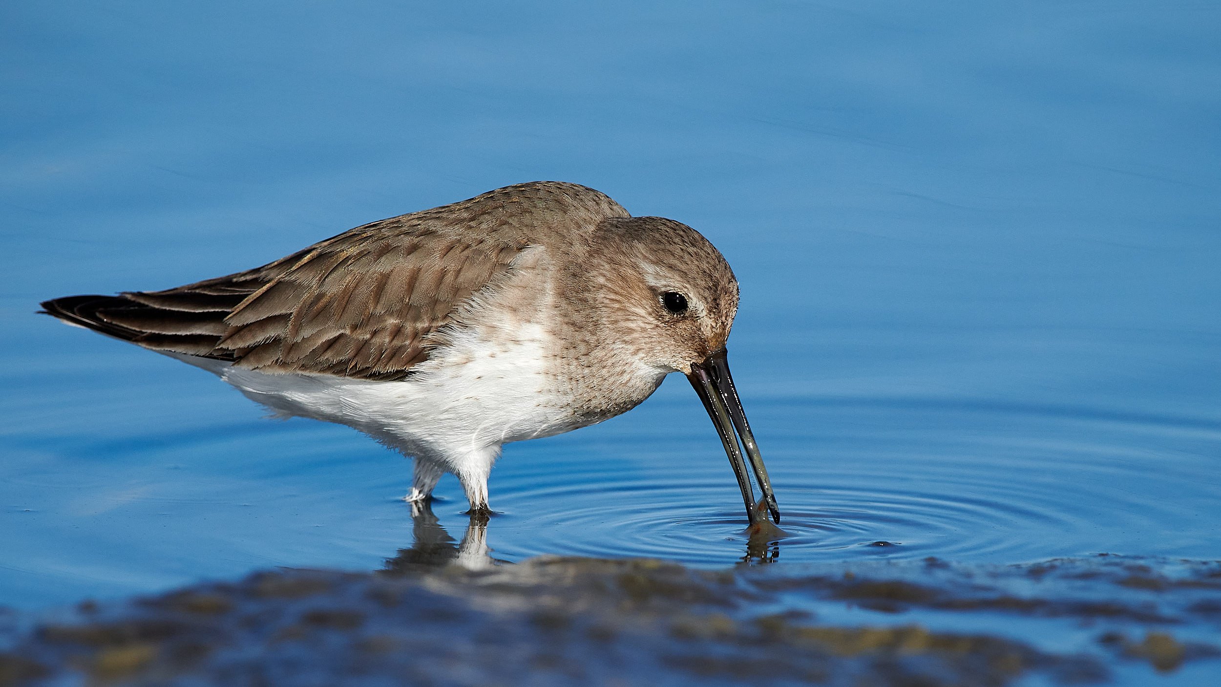 Dunlin