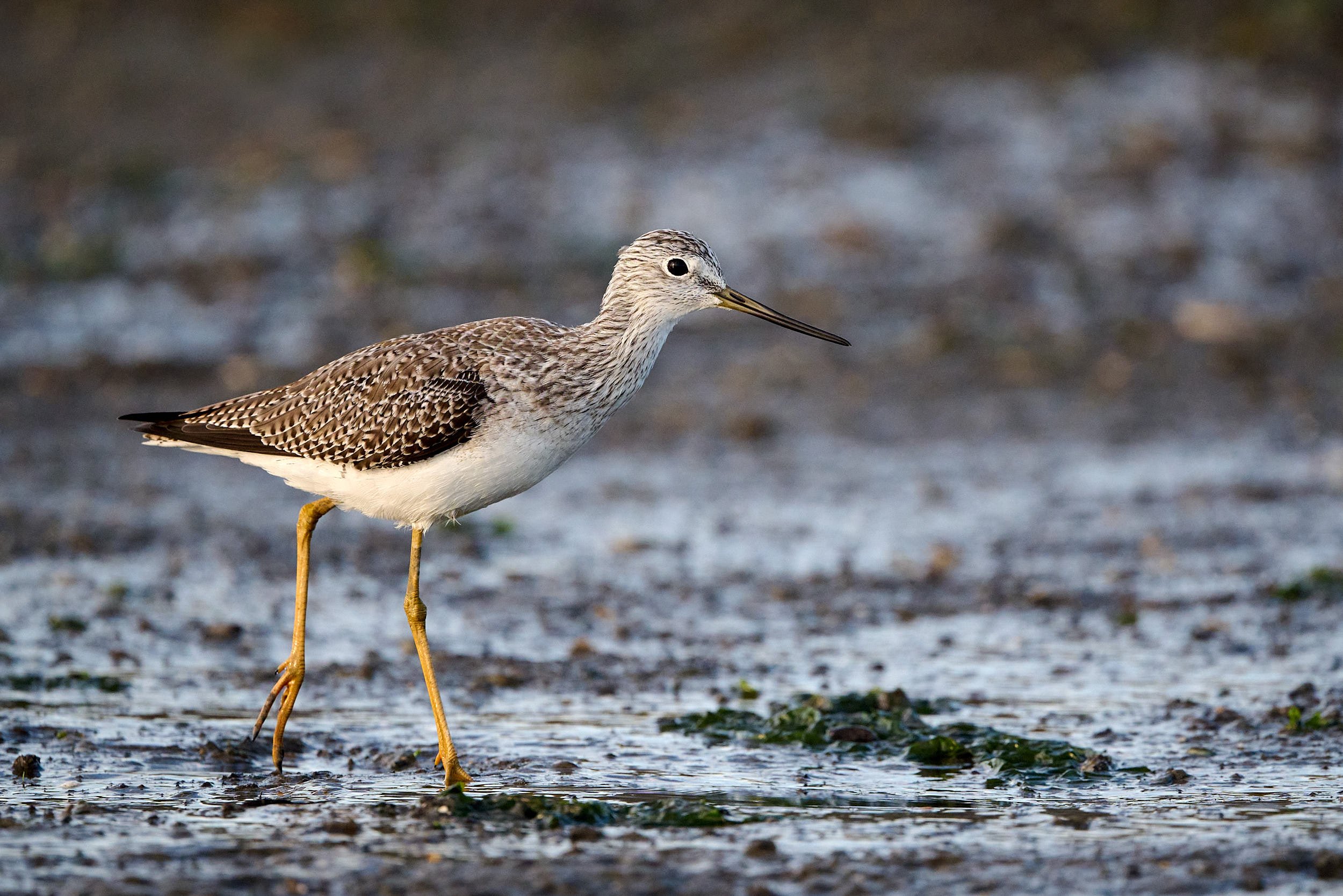 Greater Yellowlegs