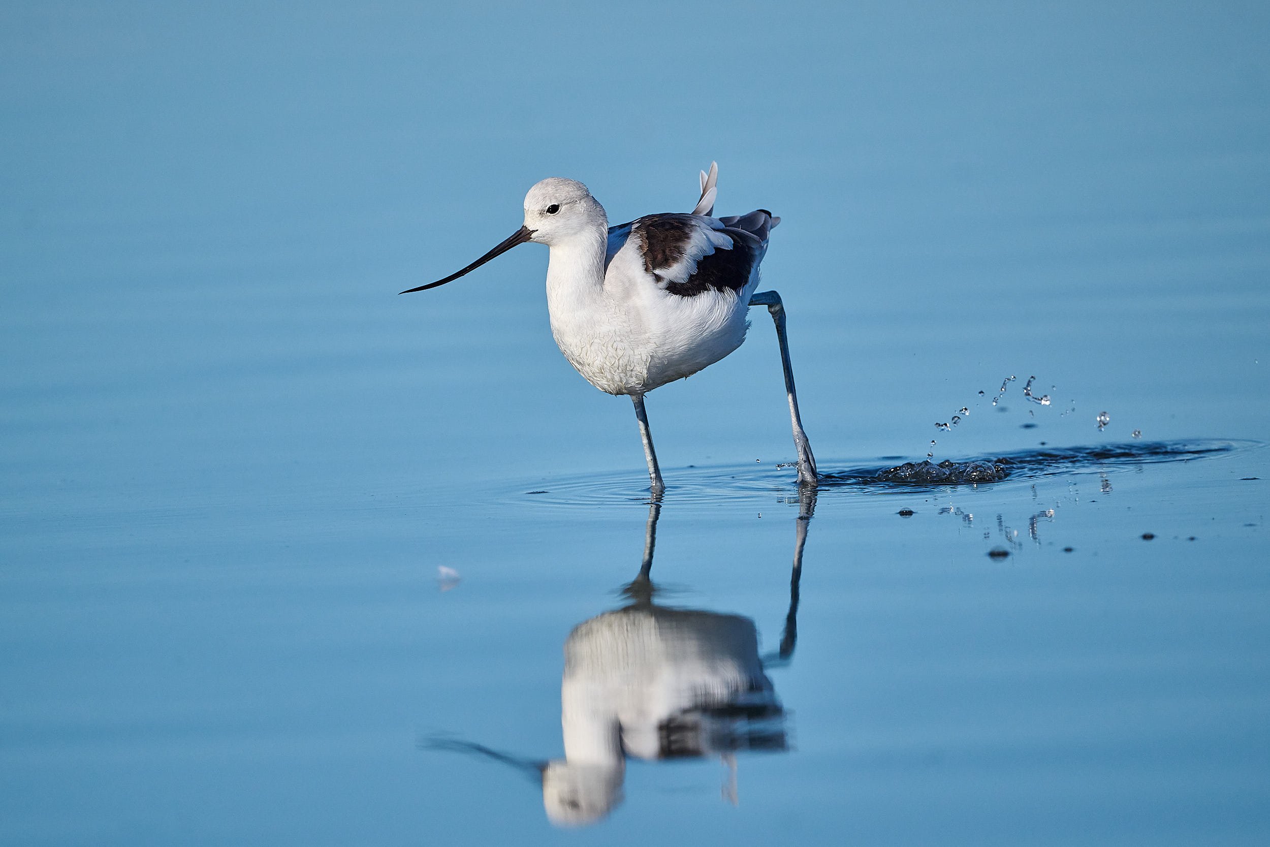 Avocet