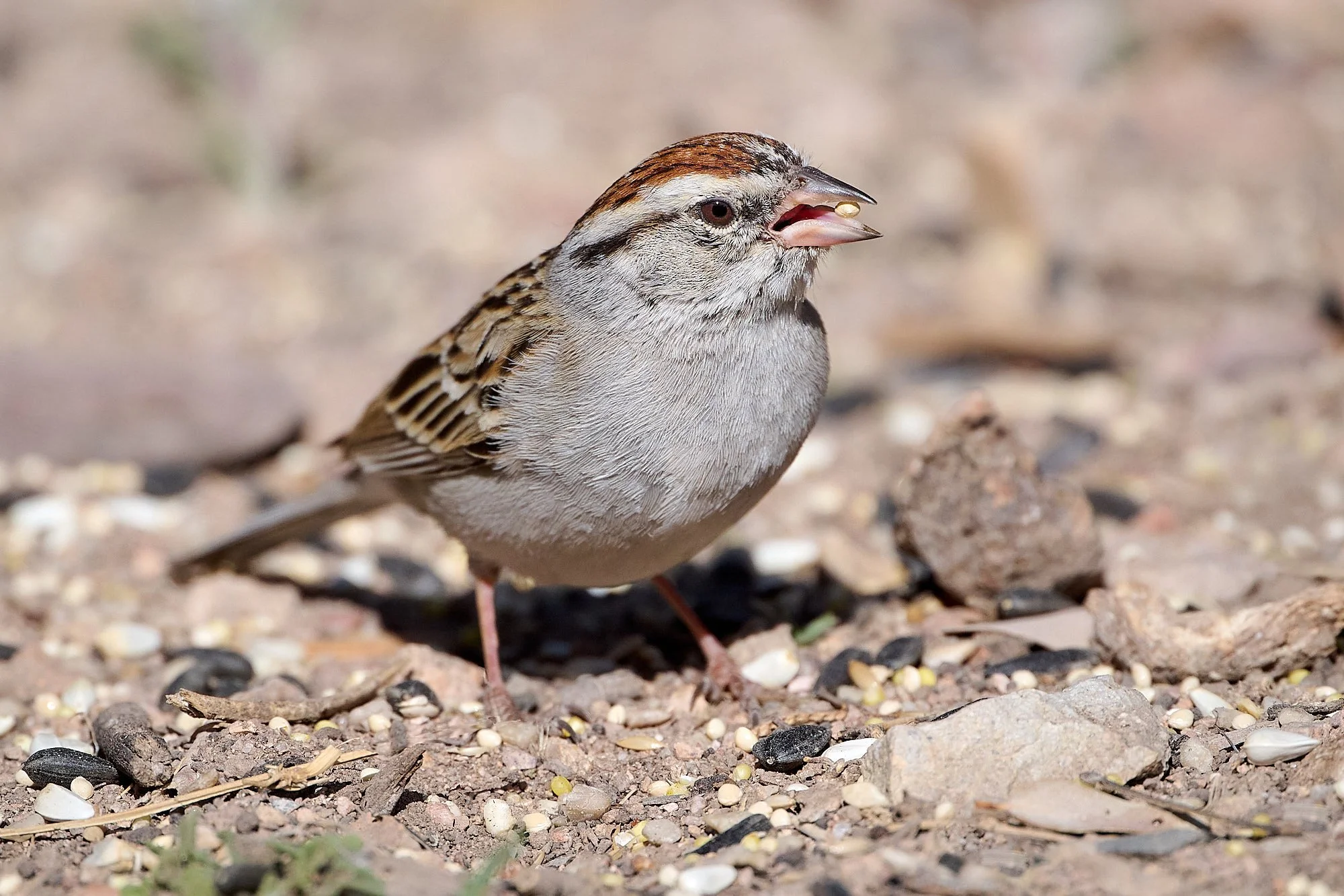 Chipping Sparrow