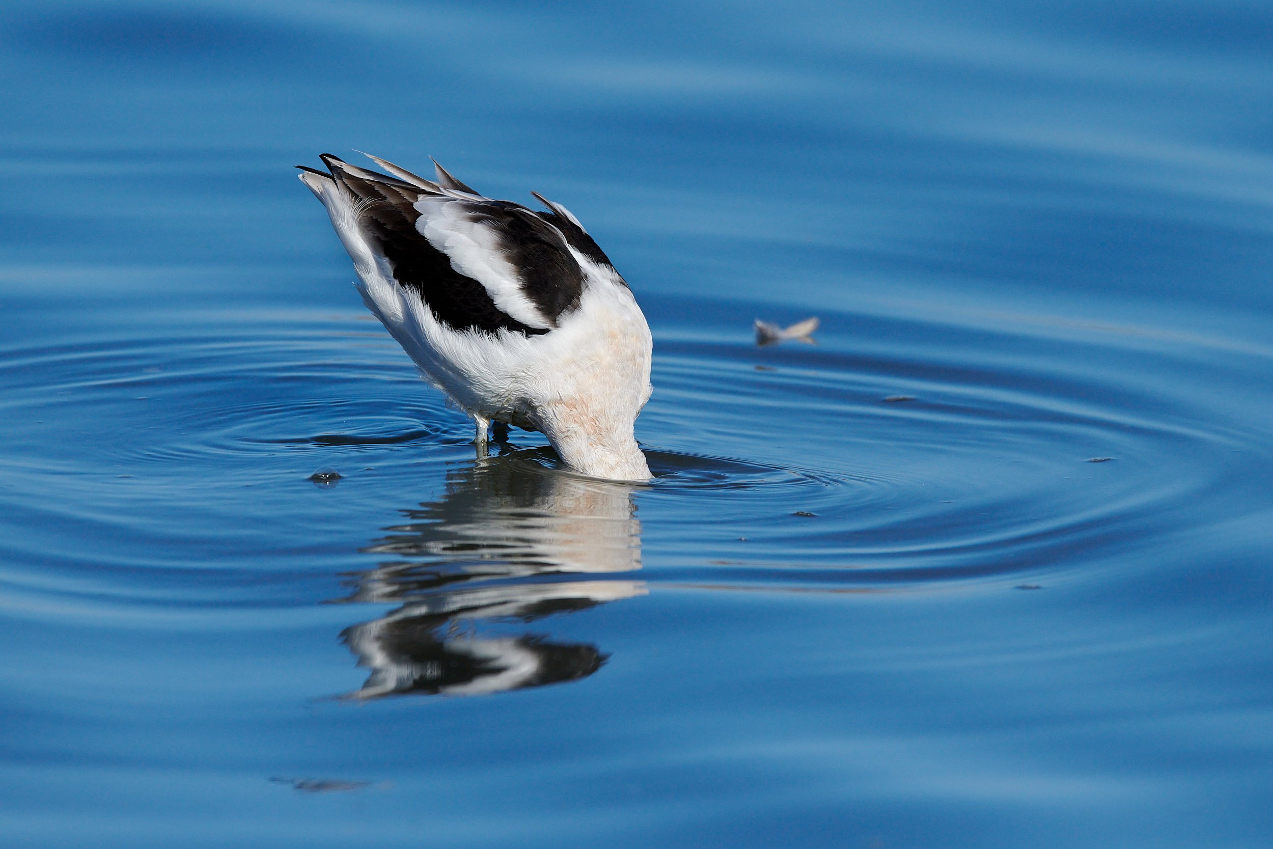 Avocet