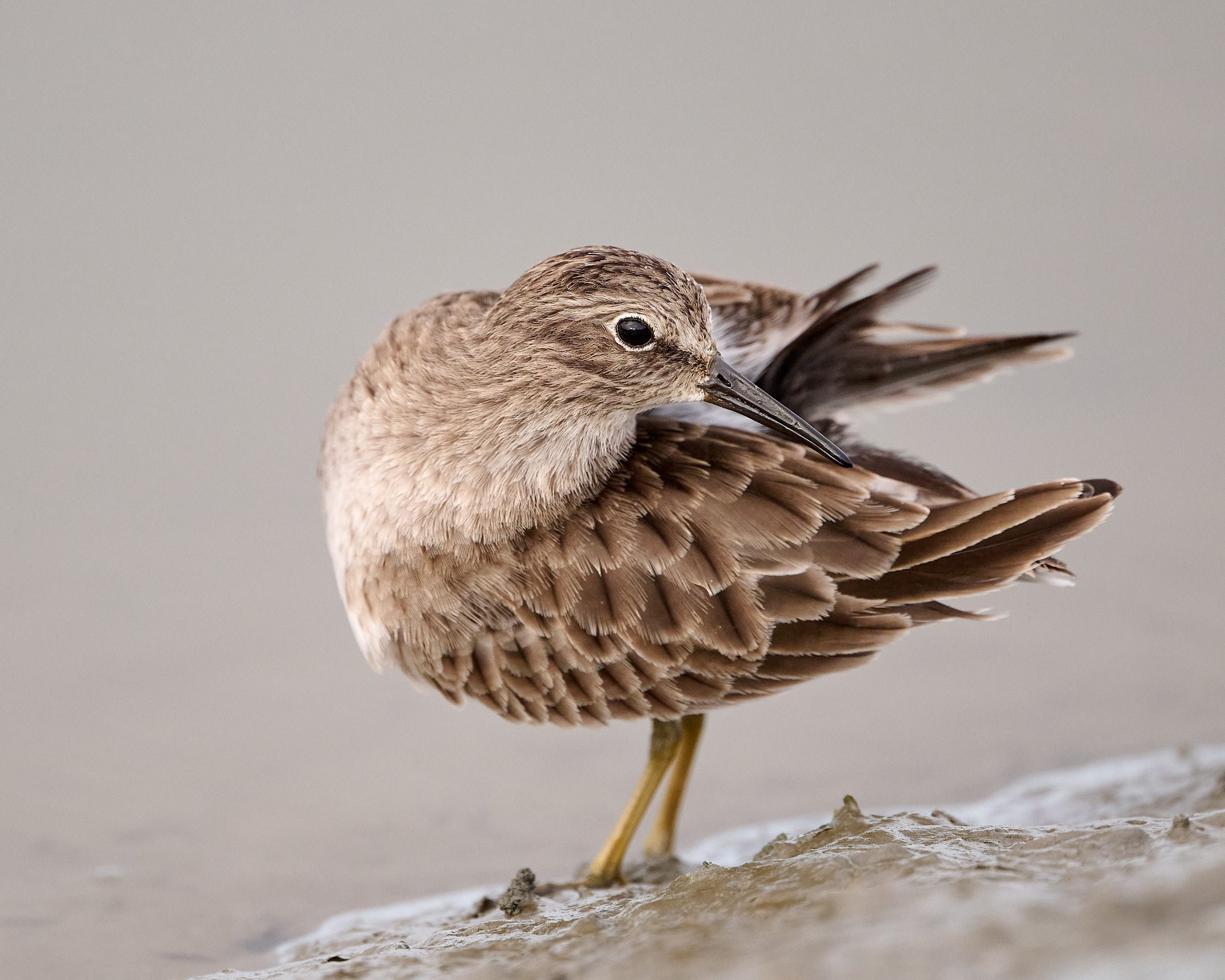 Least Sandpiper
