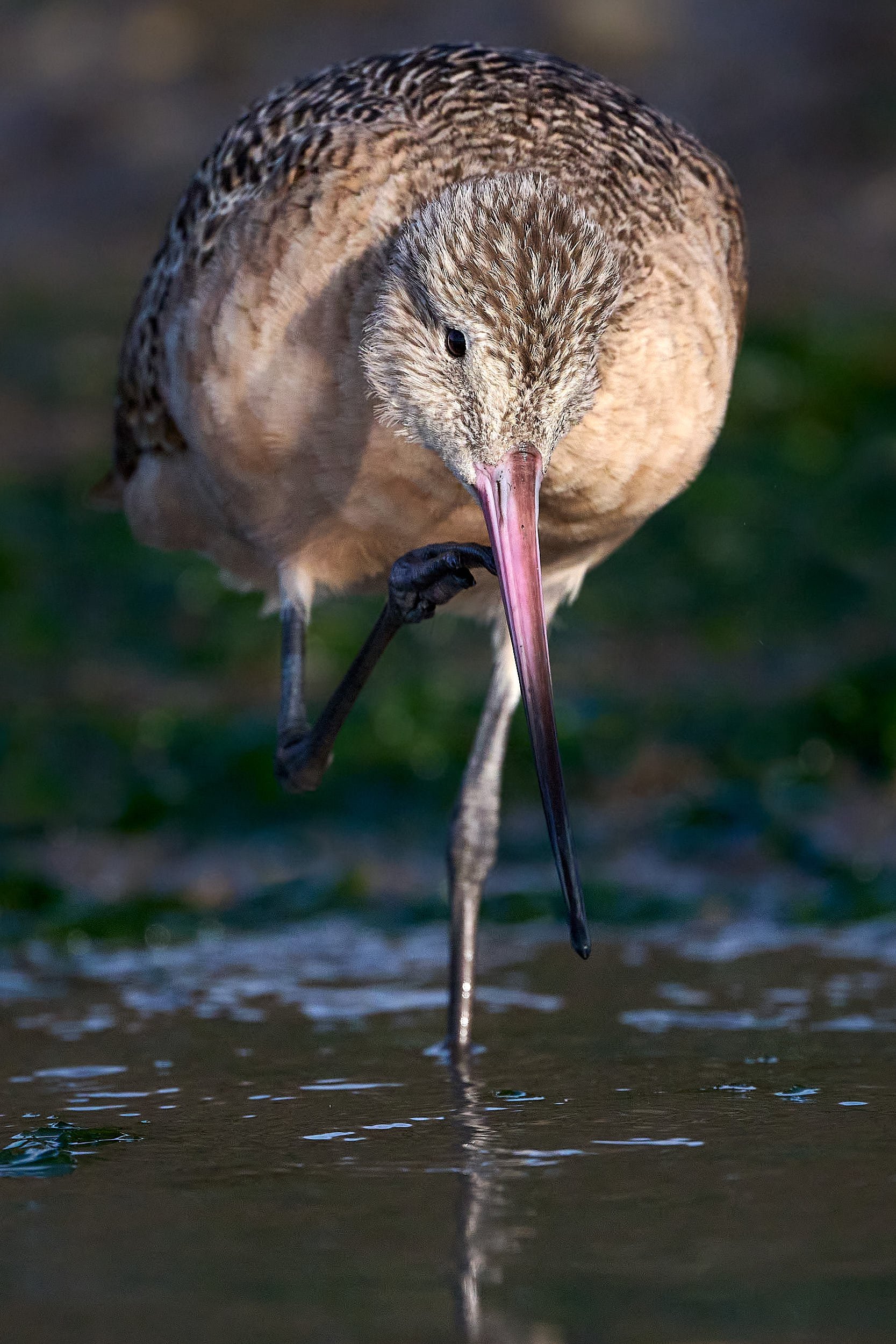 Marbled Godwit