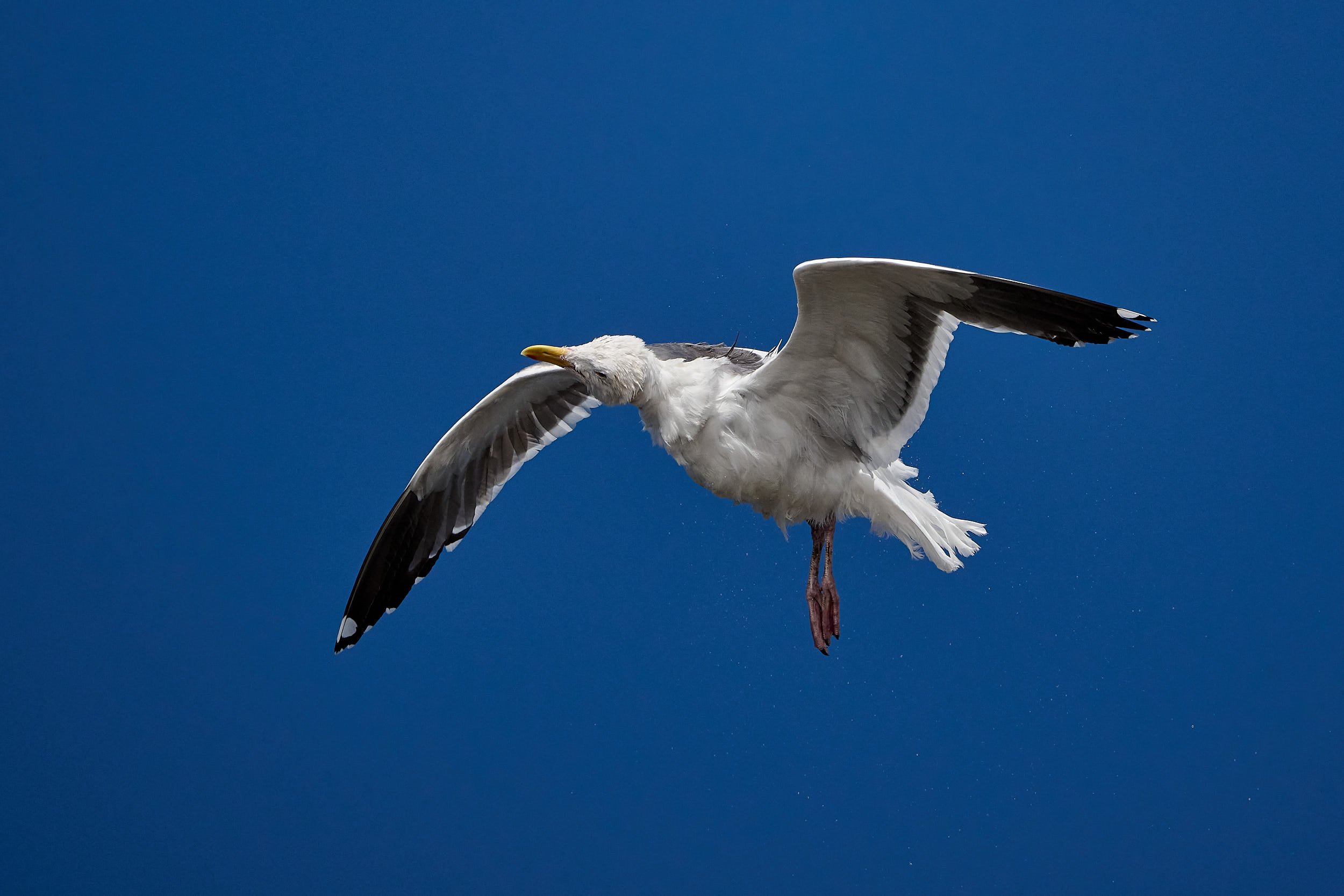 Western Gull