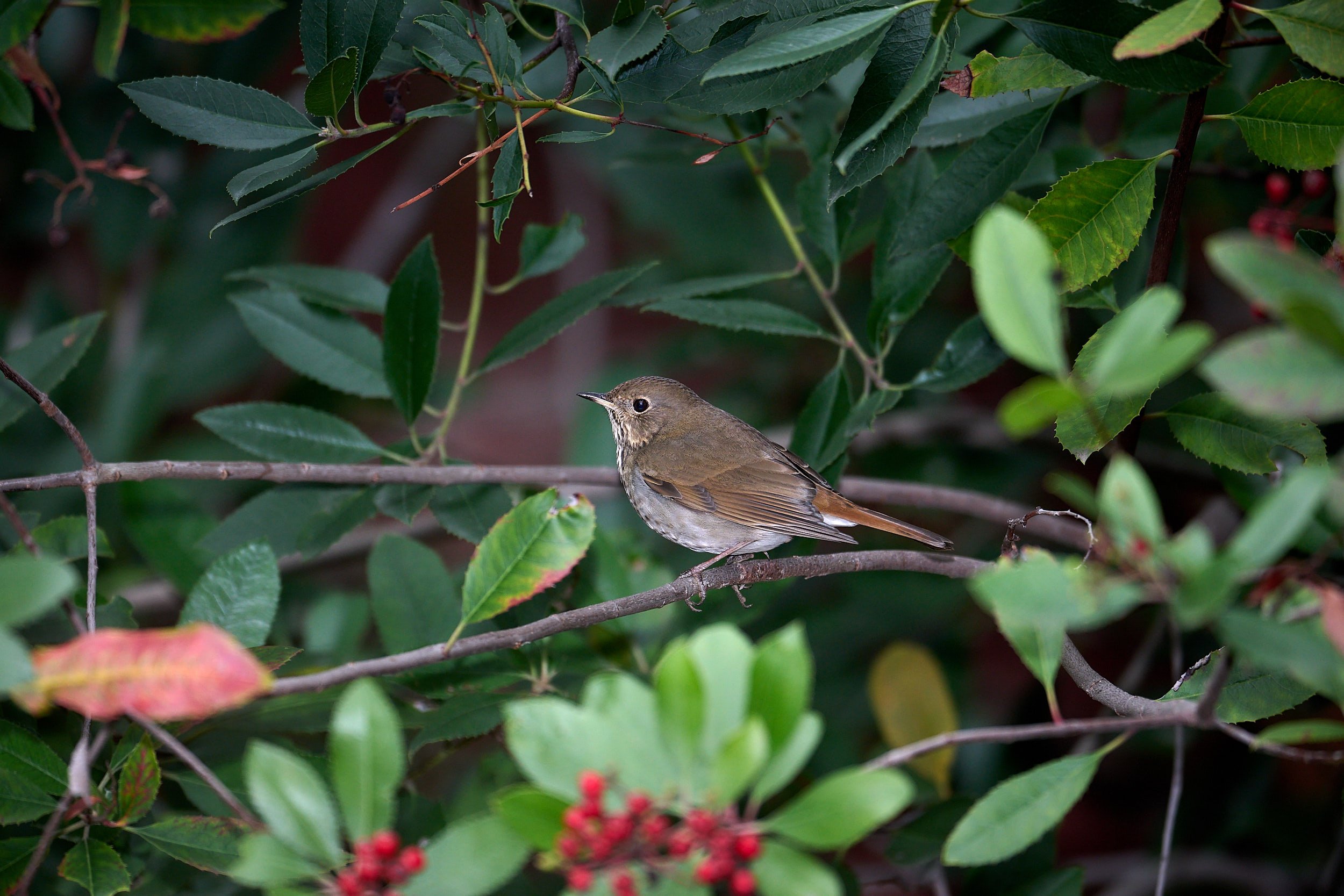 Hermit Thrush