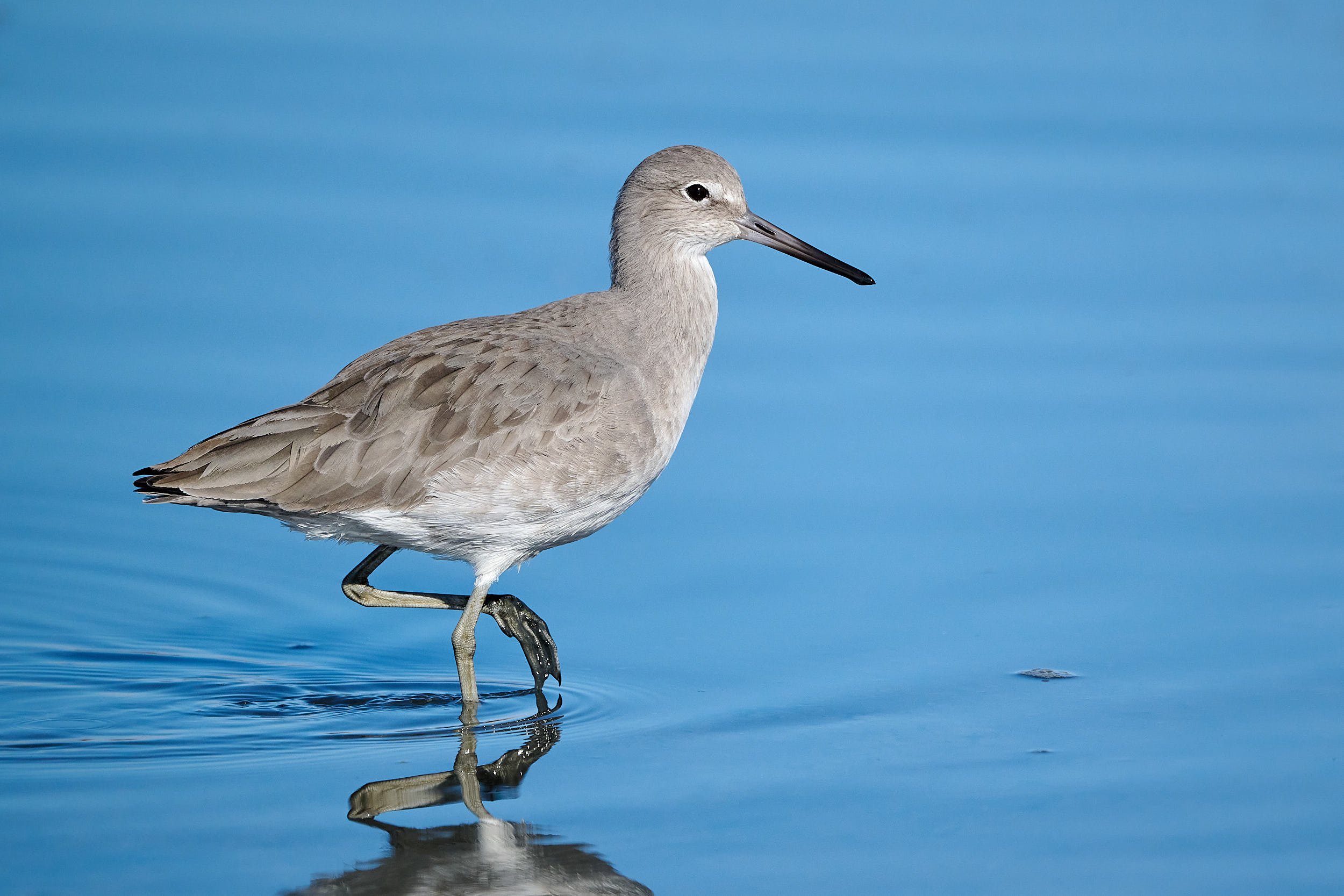 Willet