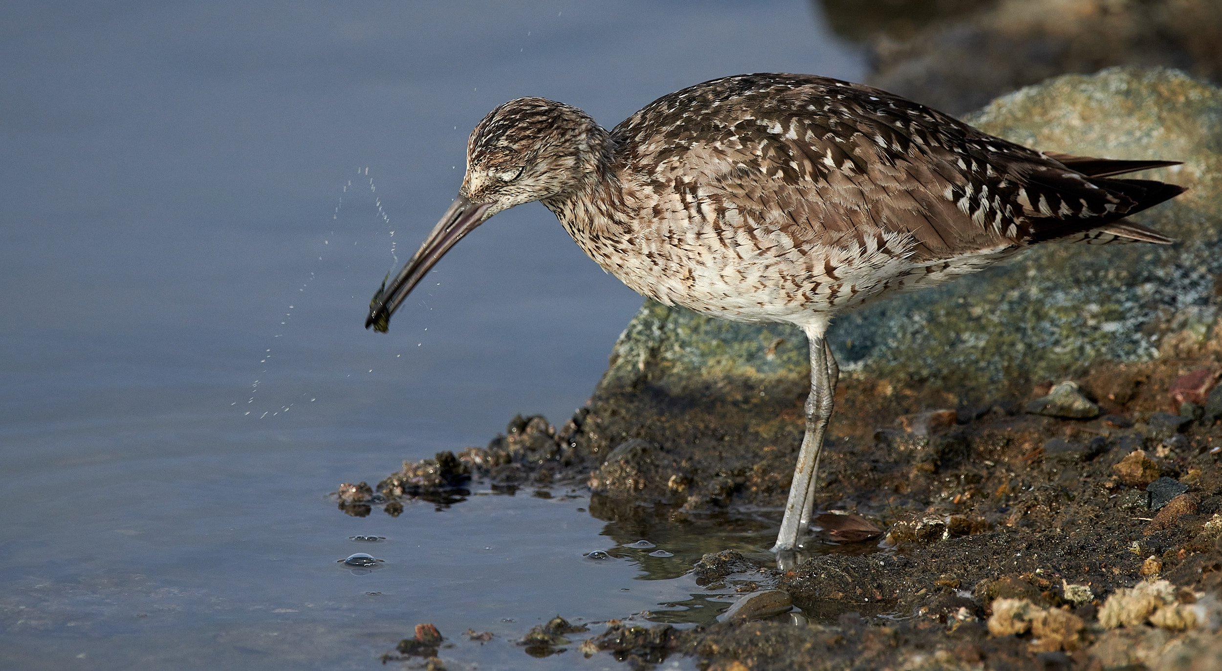 Willet