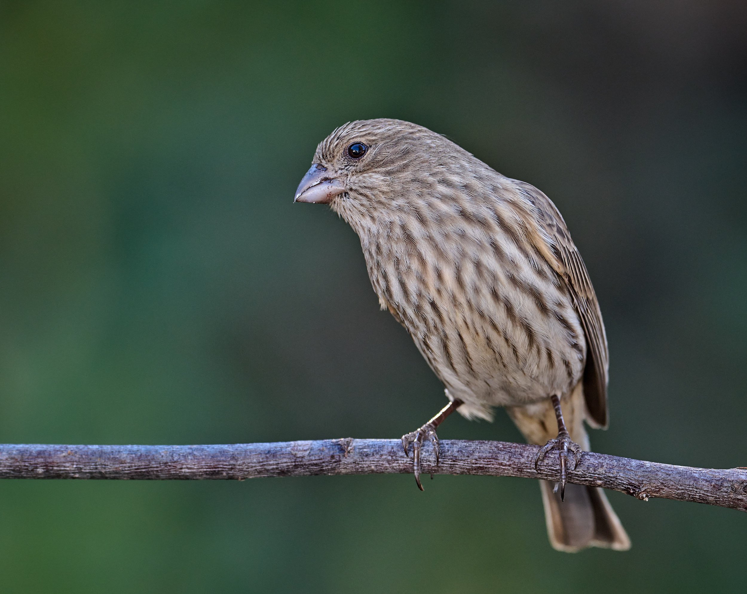 House Finch