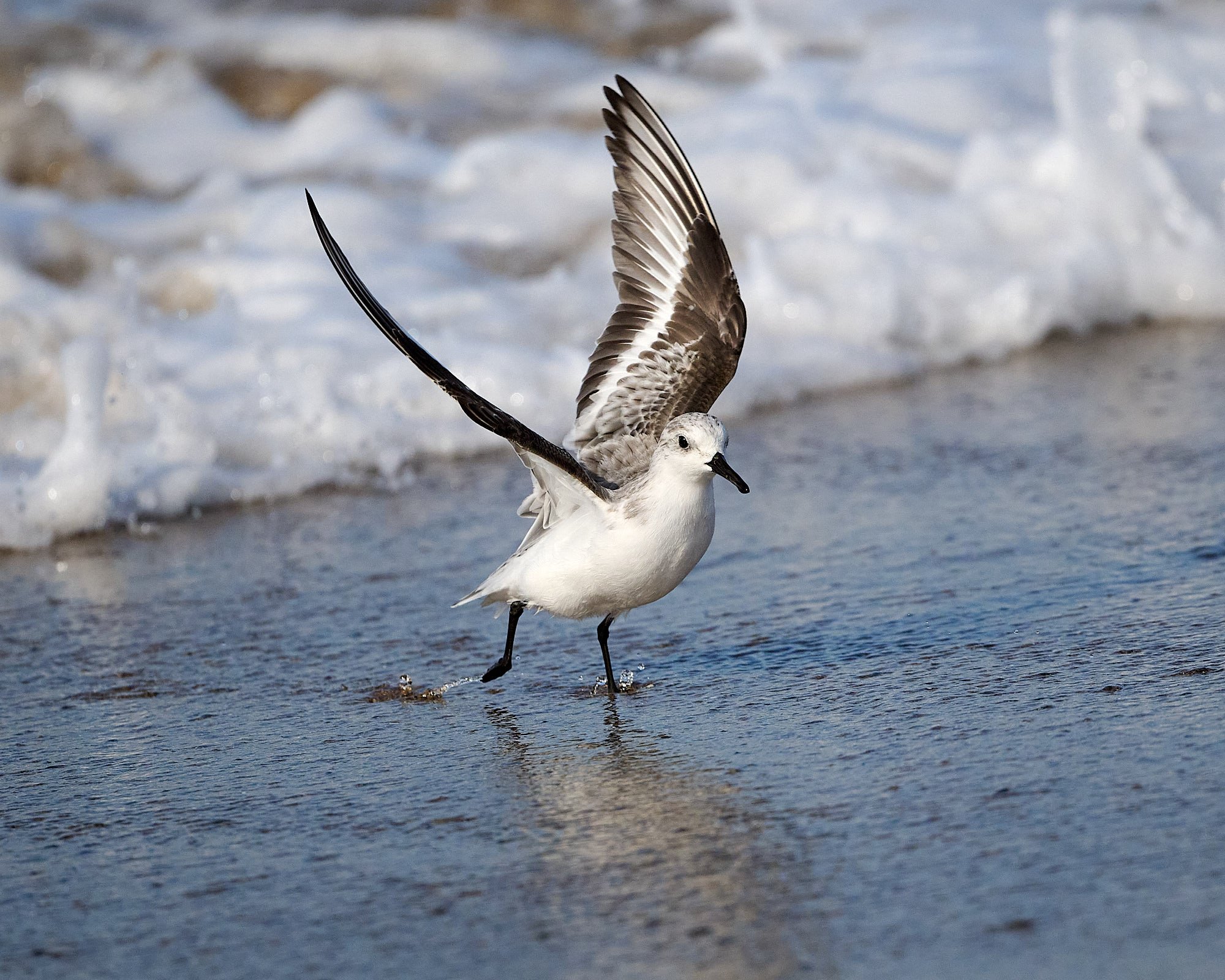 Sanderling