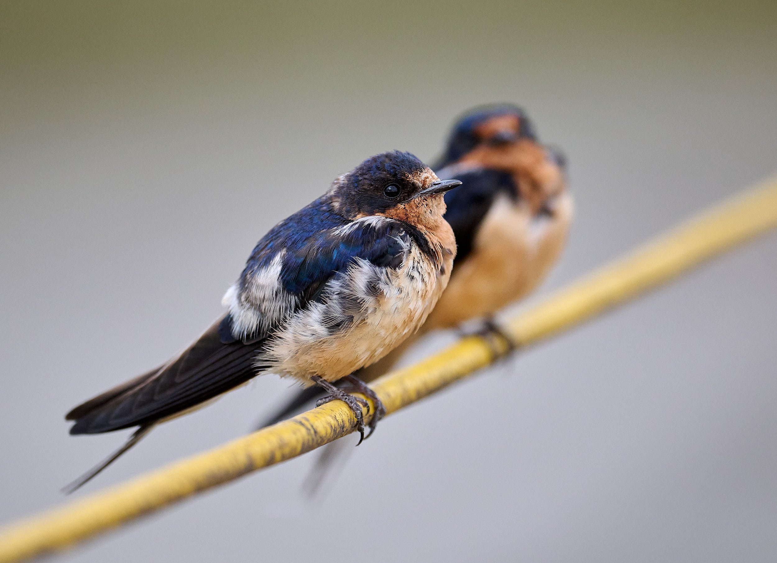 Barn Swallow