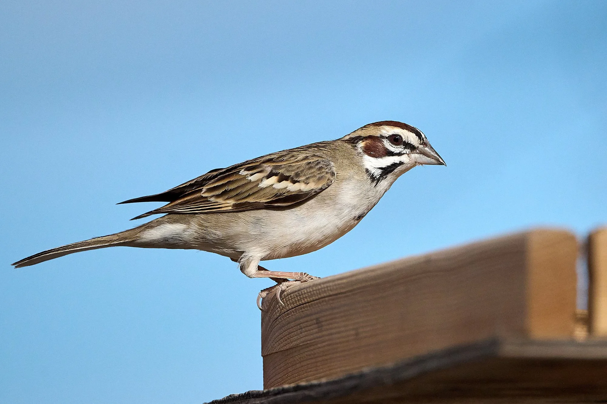 Lark Sparrow