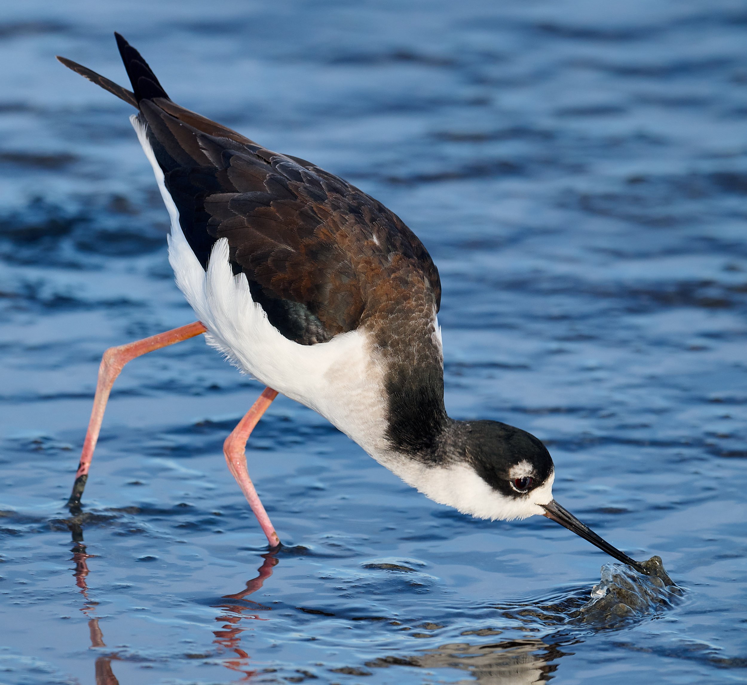 Black-necked Stilt