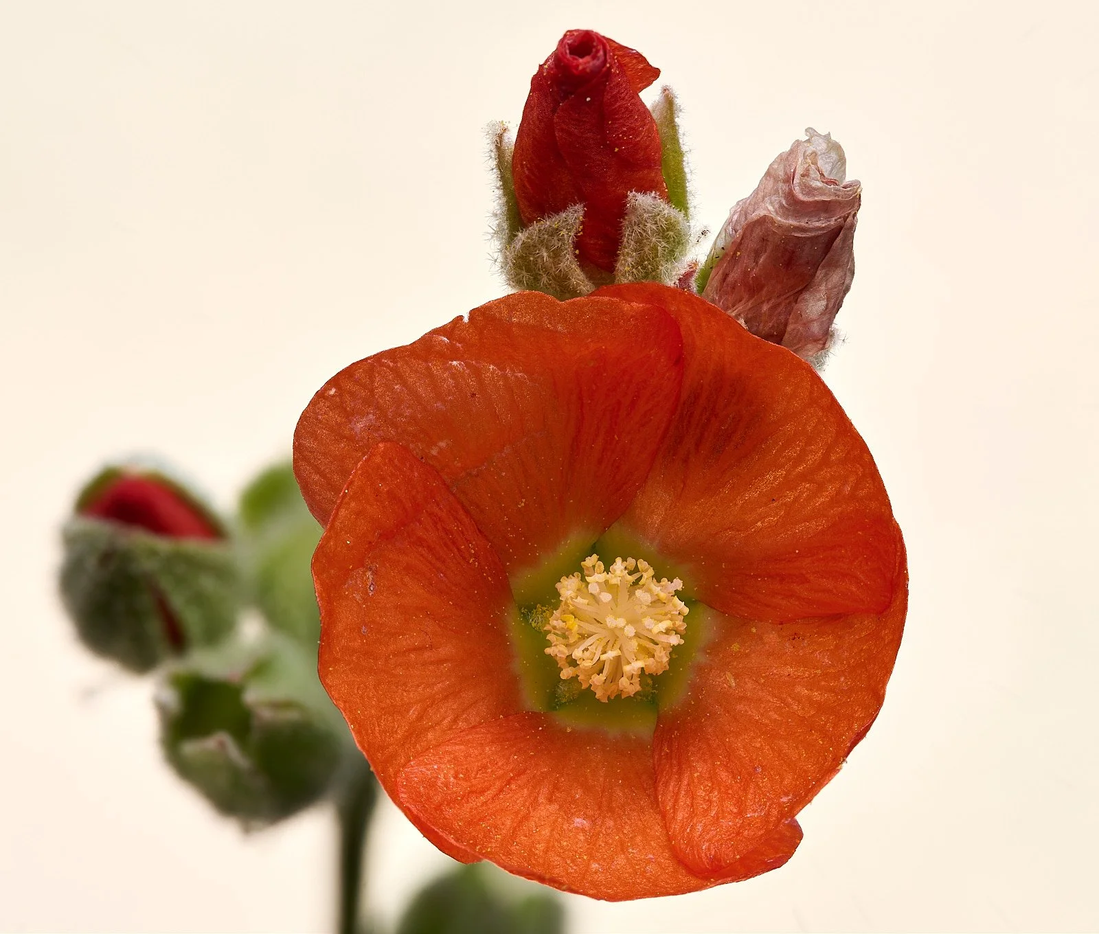 bush mallow