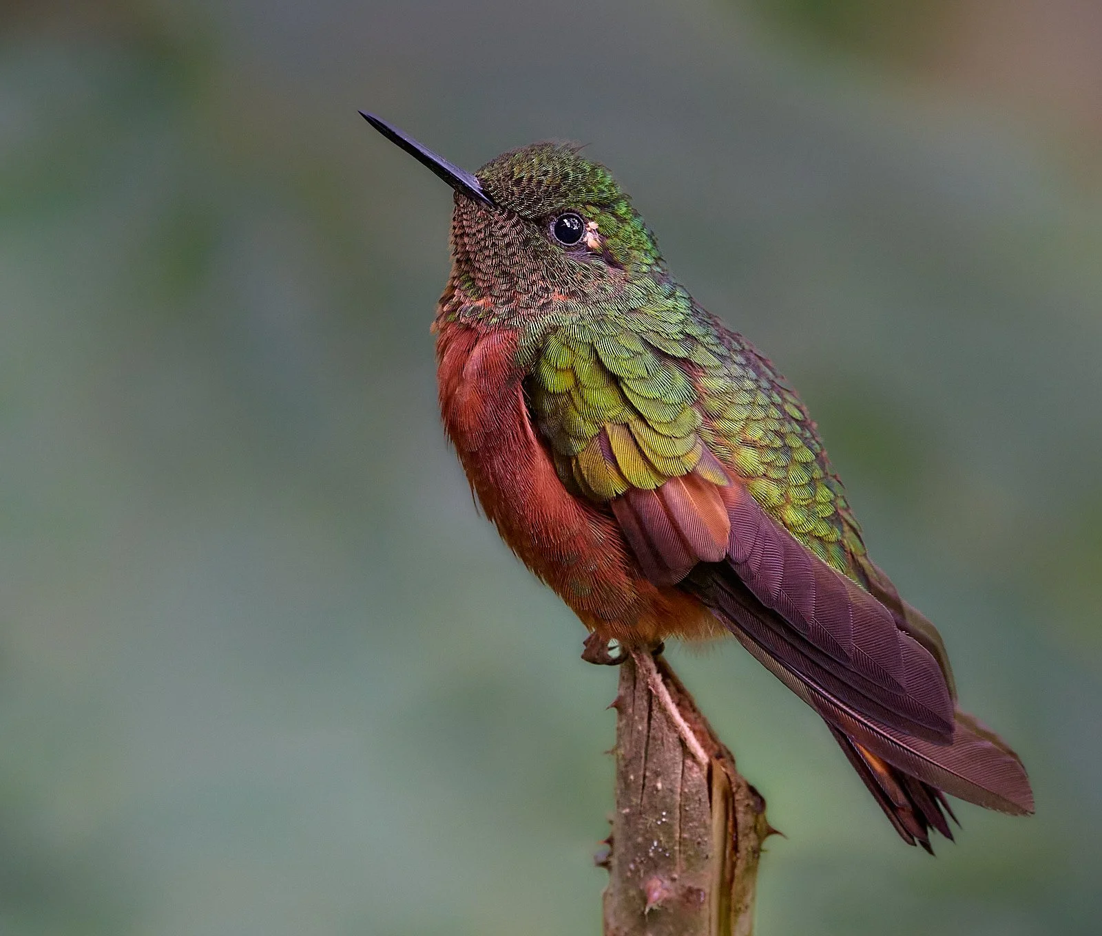 Chestnut-breasted Coronet