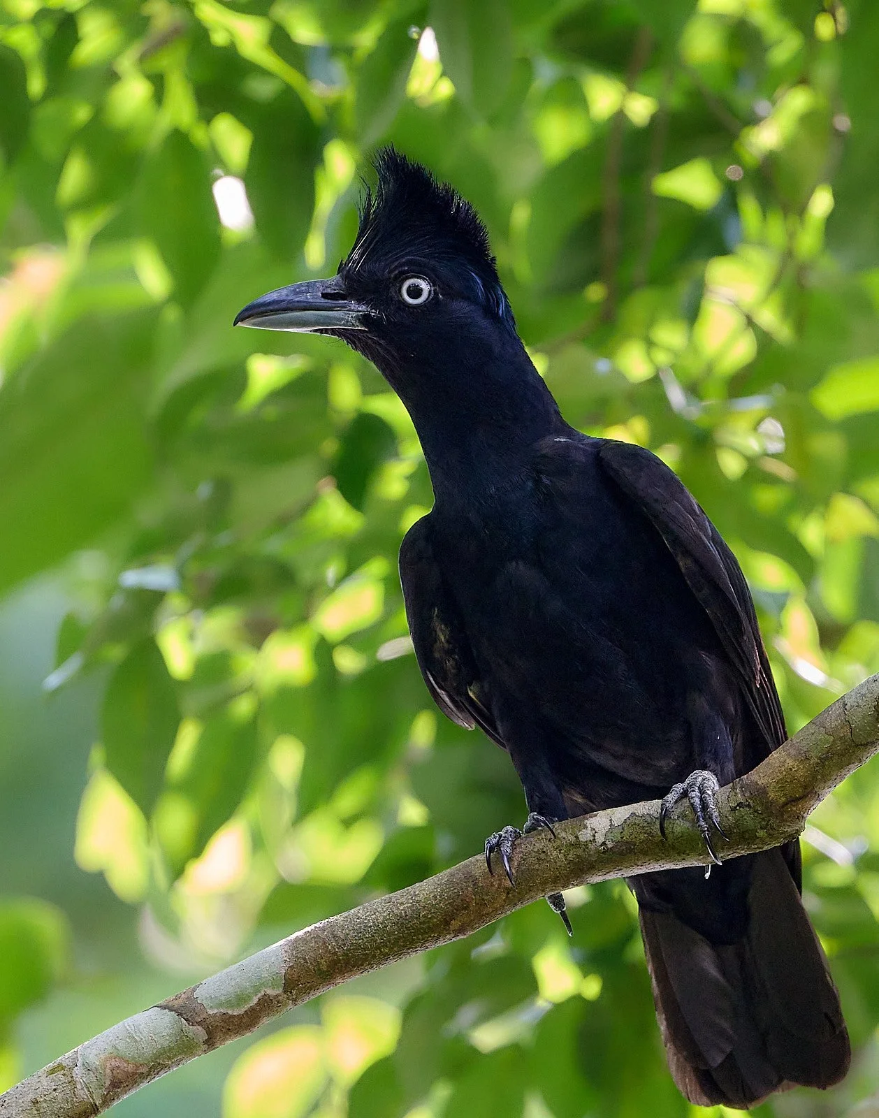 Amazonian Umbrellabird
